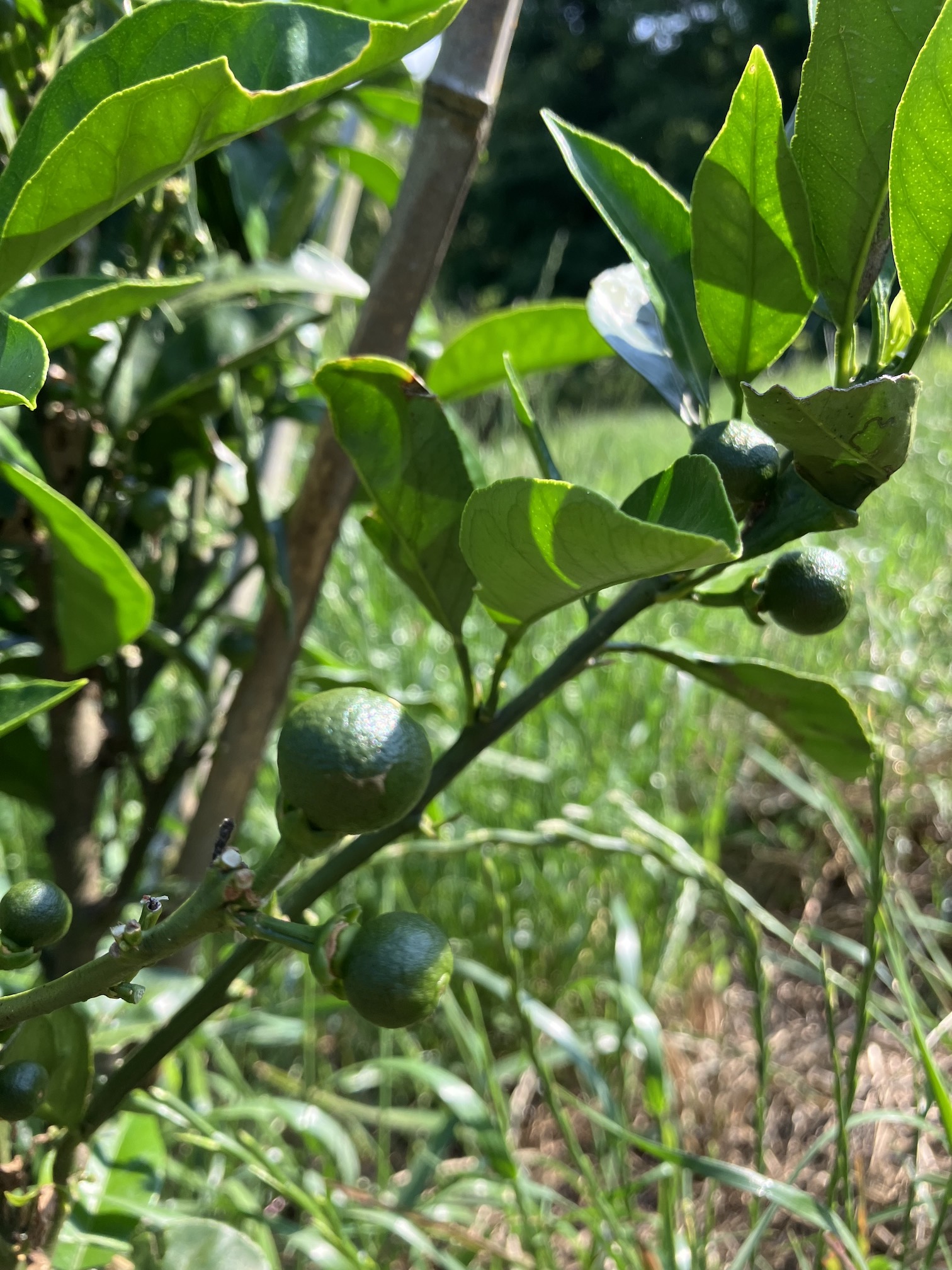 温州みかんはしっかり形に🍊