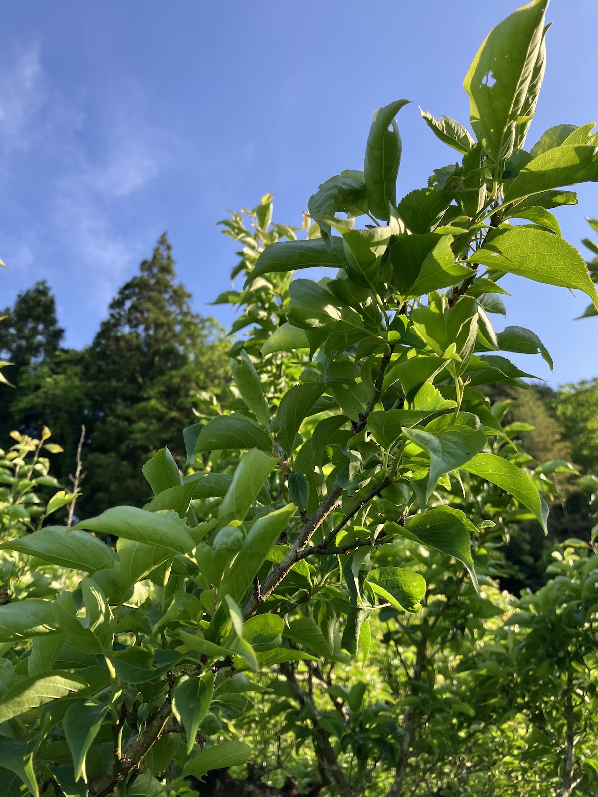 今年は梅がありません🥺