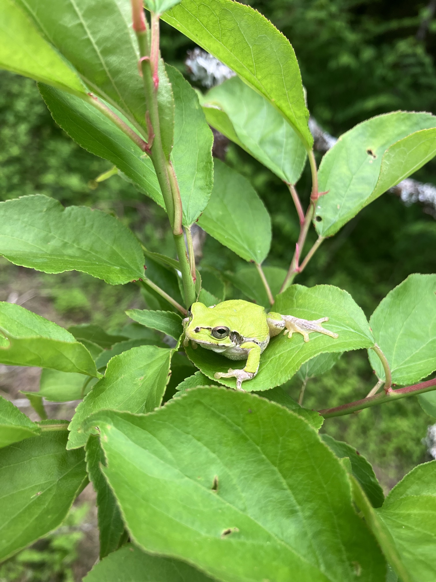 カエル師匠🐸