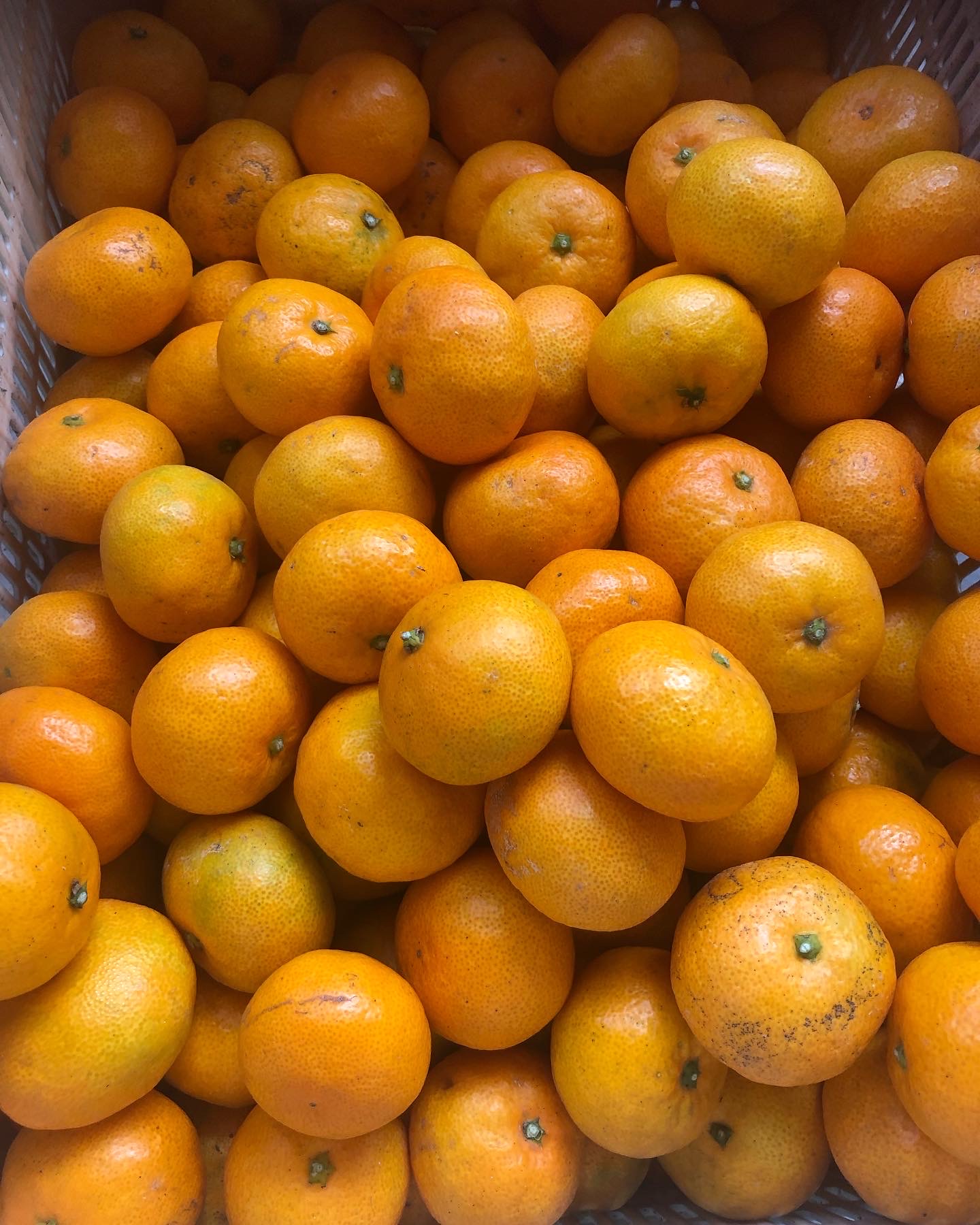 今期の柑橘販売終了致しました🍊