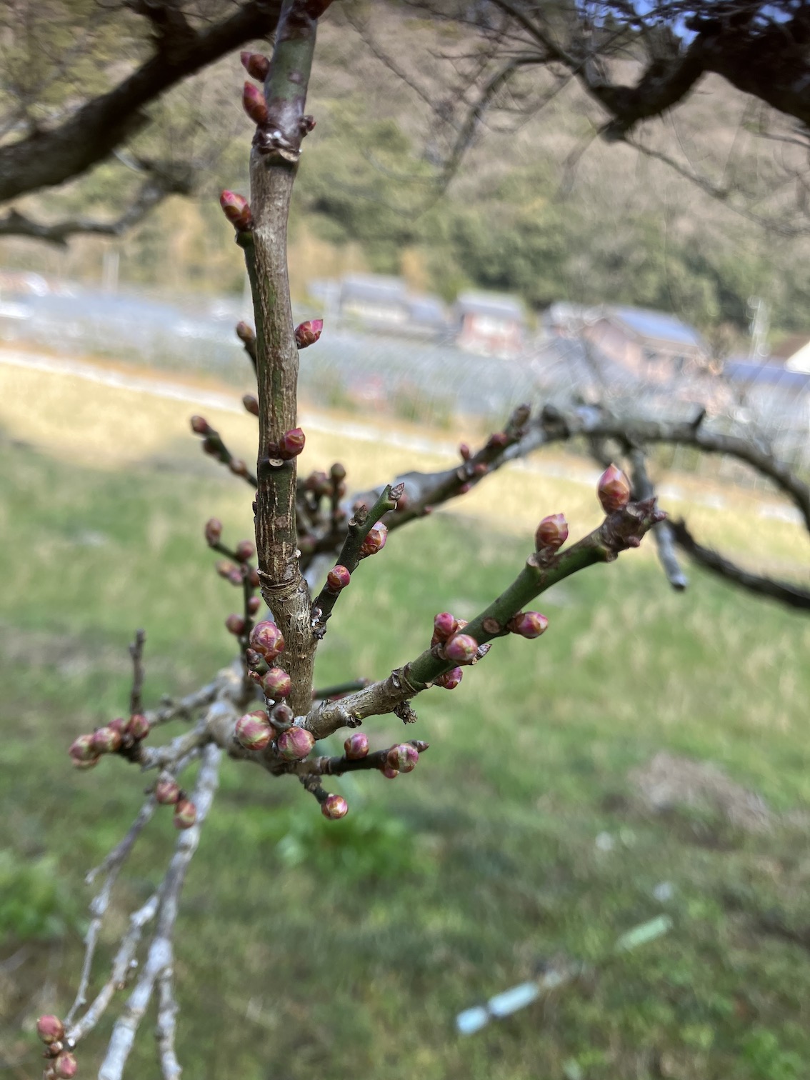 春に向かって🌸