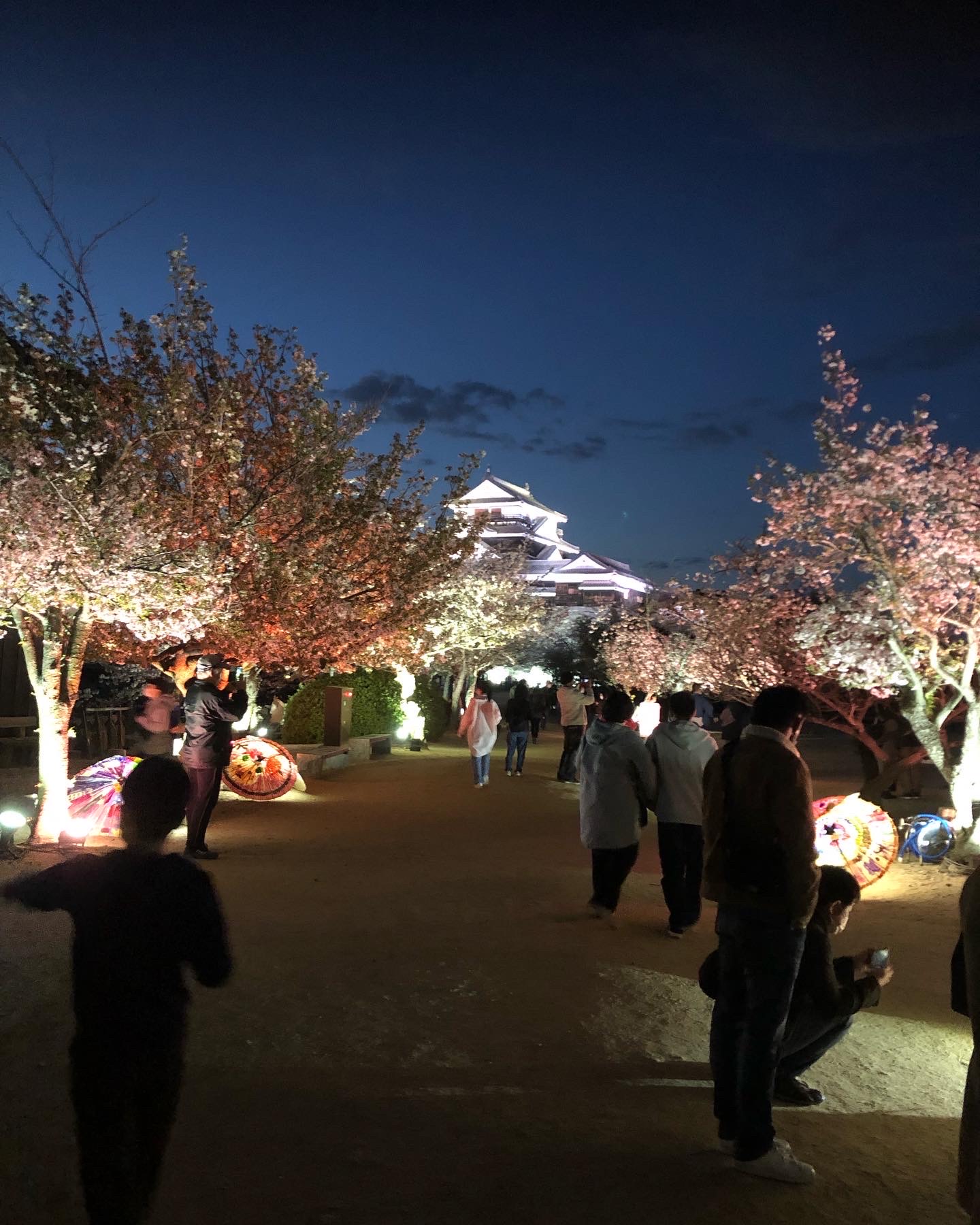 夜桜お七 その2🌸♪✨
