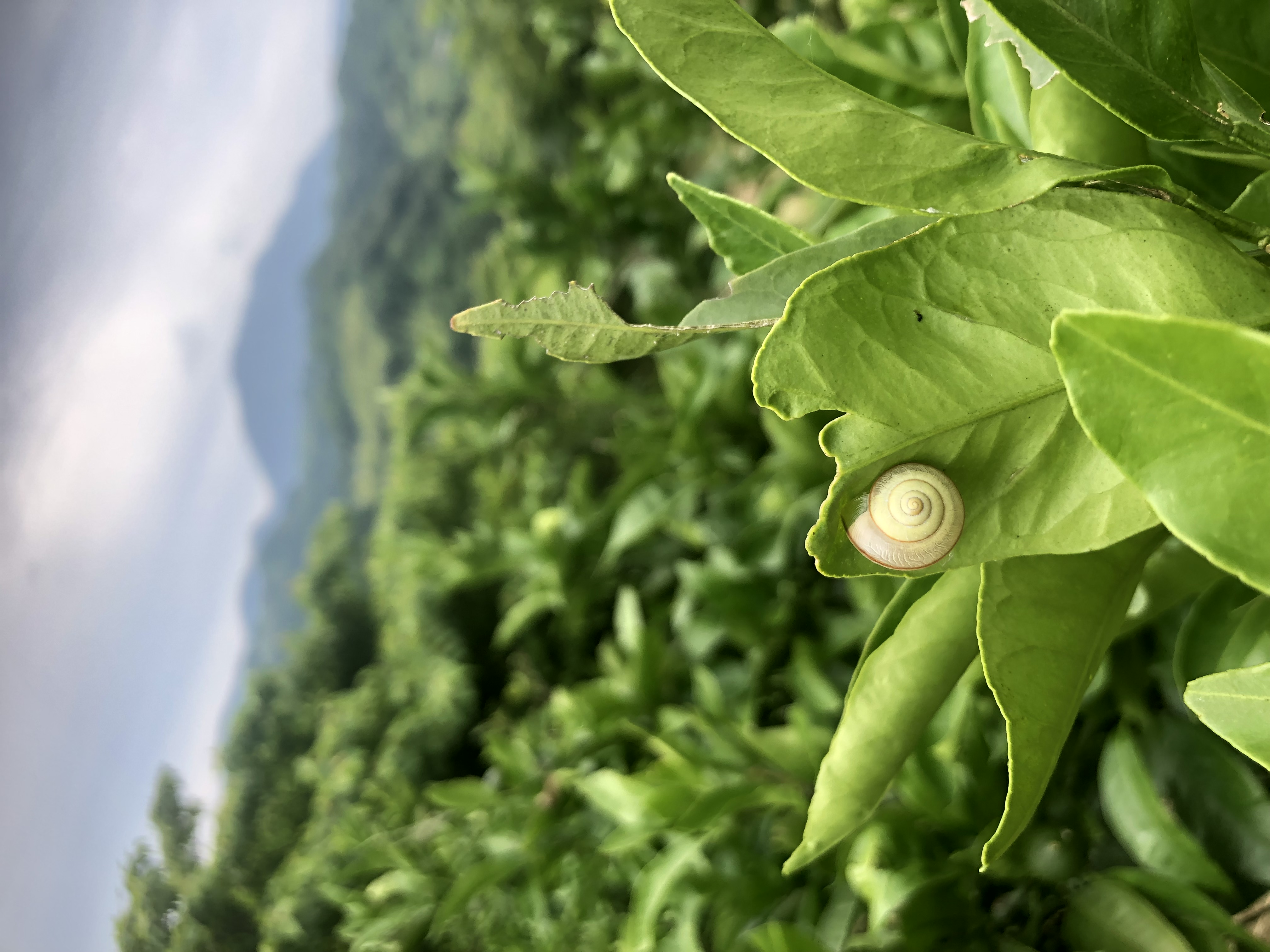 暑い作業中にブレイク🐌