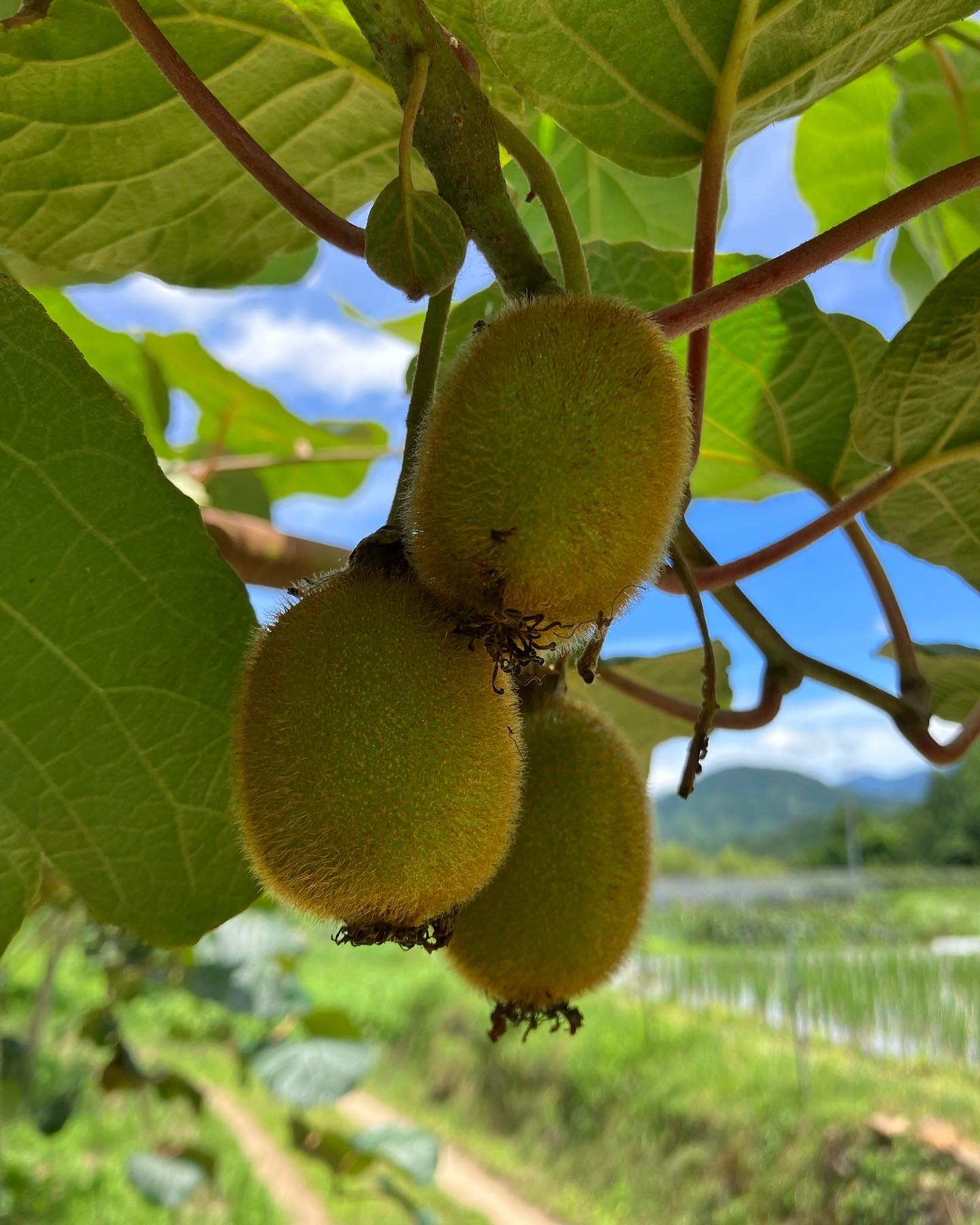 留守の間に大きく成長🥝