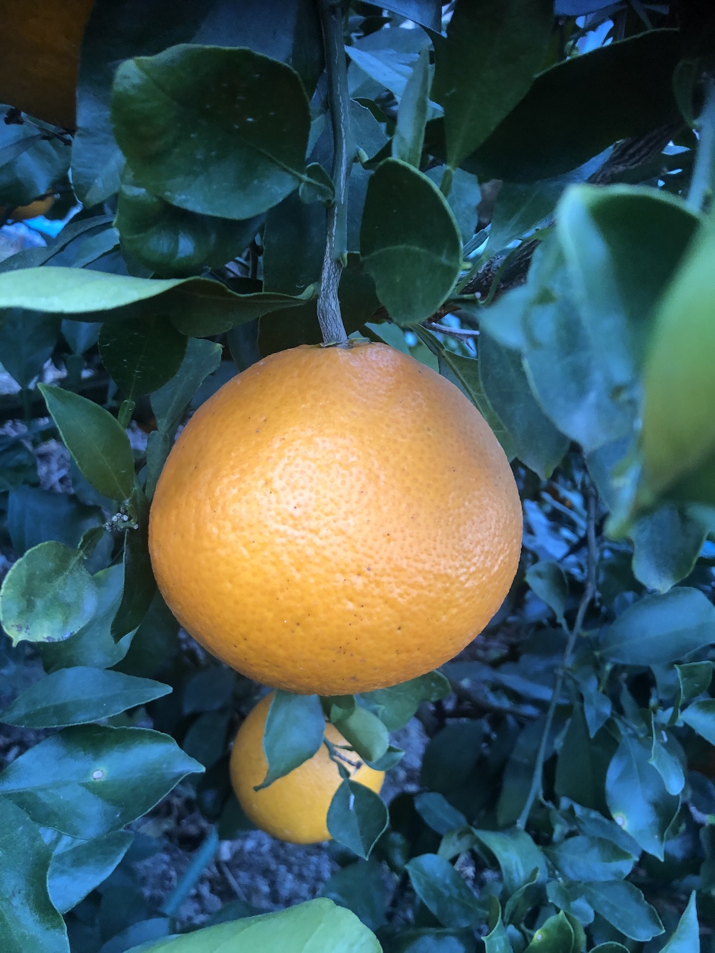 色付きも綺麗に🍊✨
