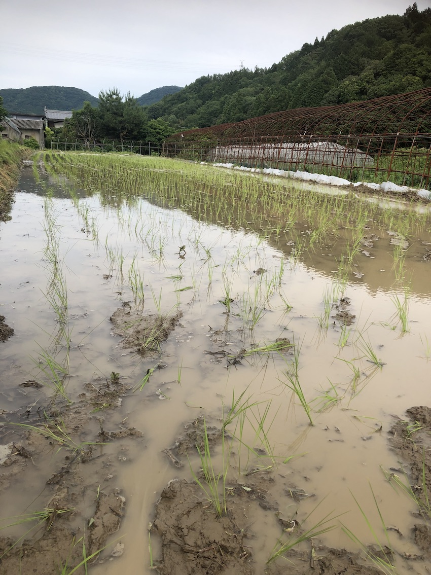 田植え終わりましたー🌾✨