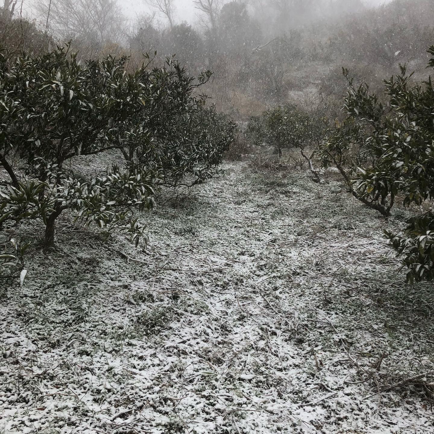 また雪が来たぞー⛄️
