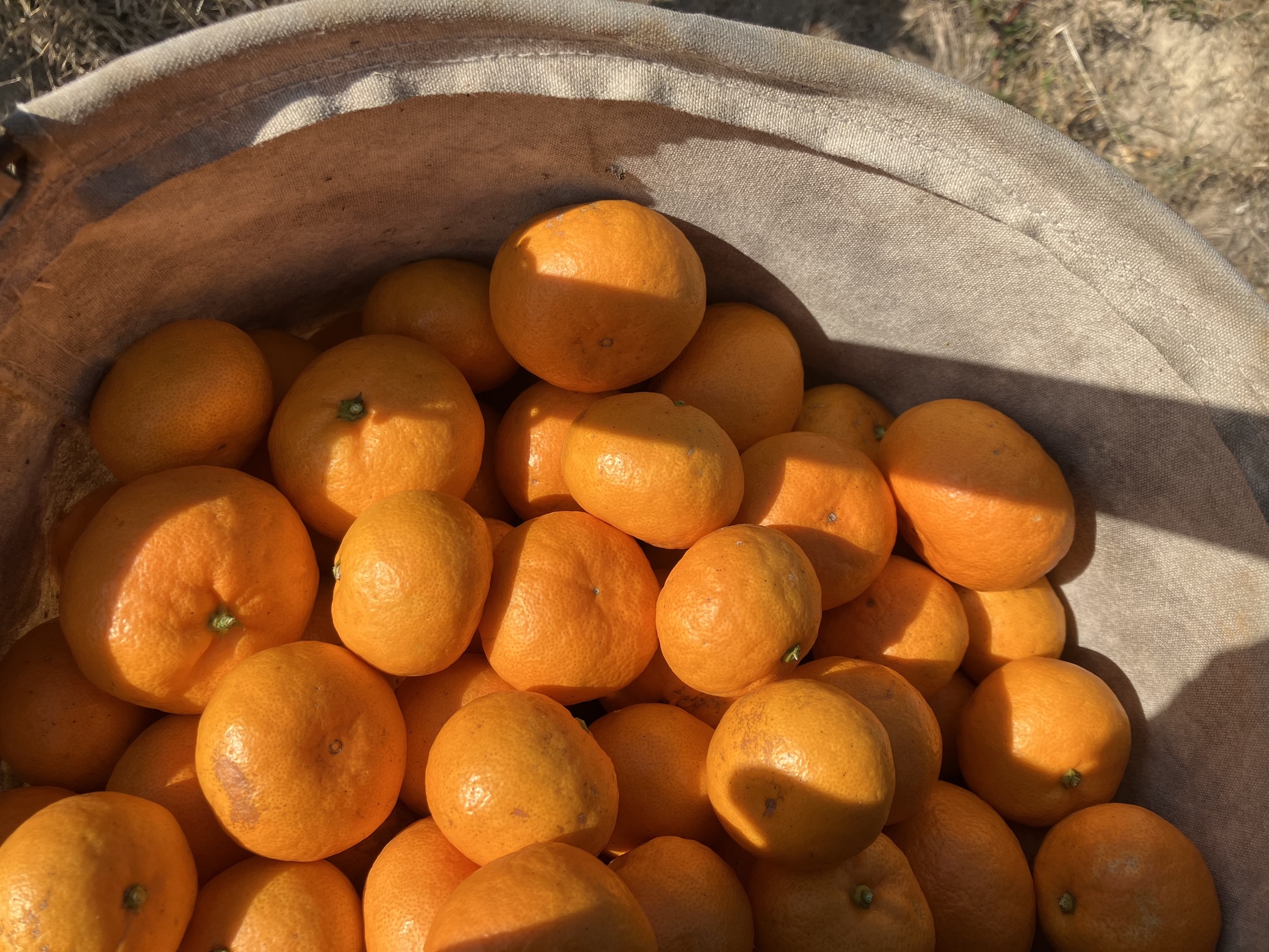 小さいみかんは収穫が大変💦🍊
