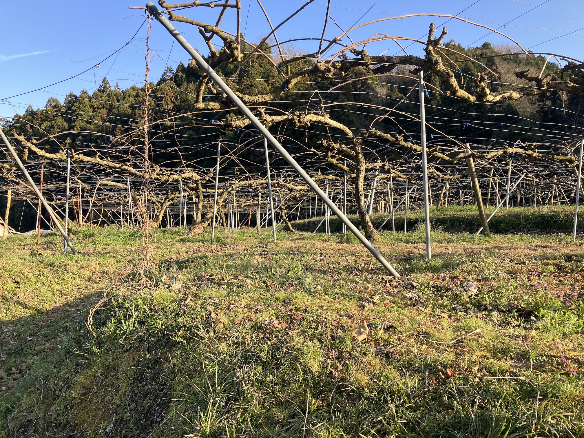 キウイの剪定枝片付けもあと少し🥝✨