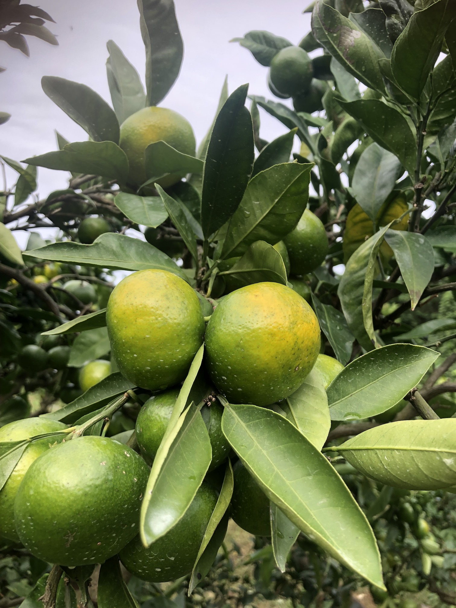 少しずつ色づいてきました🍊