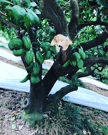 野生動物の脅威！！