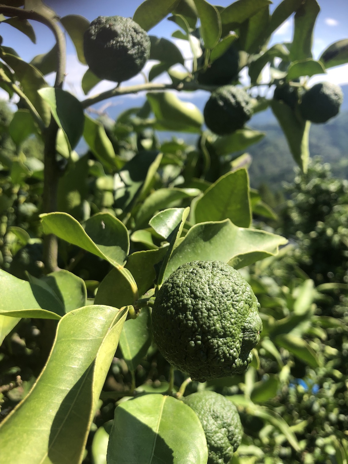 すだち販売開始🧑‍🌾