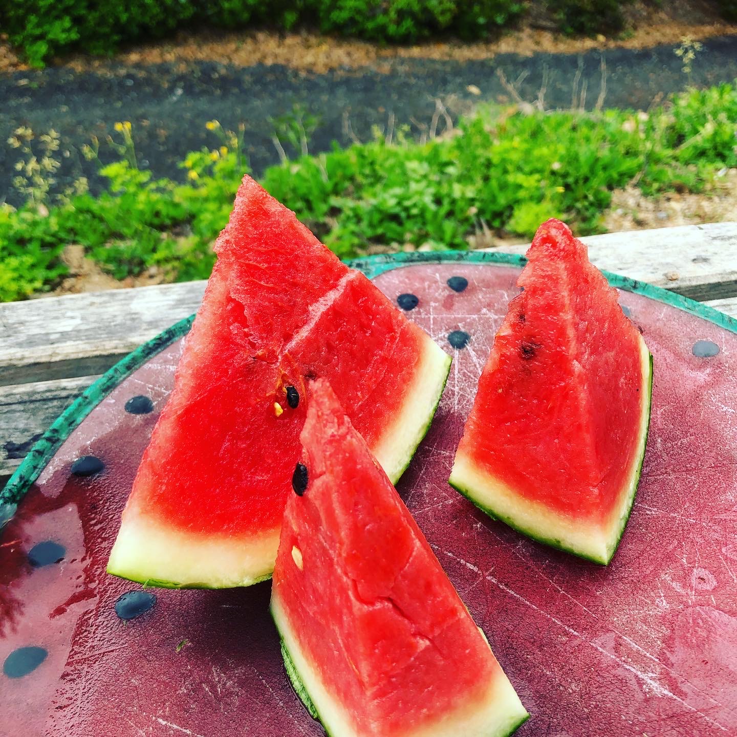 春のアンテナスイカ販売開始🍉