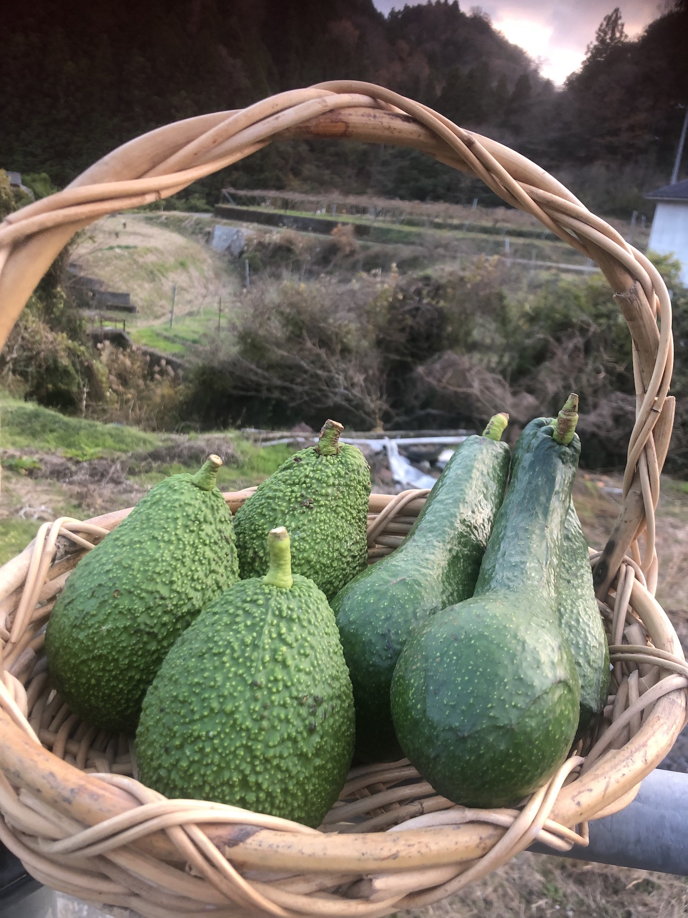 アボカド入荷致しました🥑✨