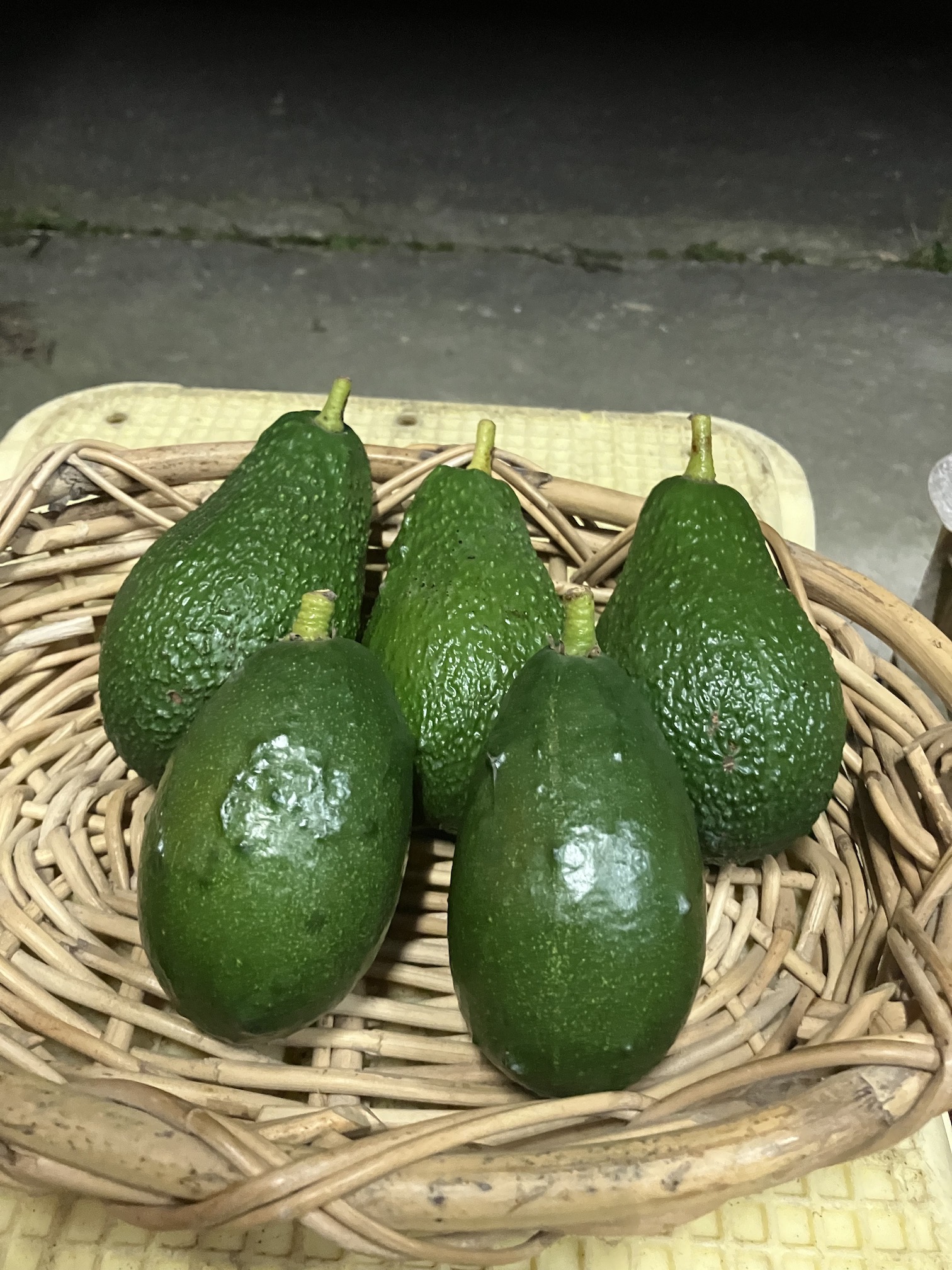 愛果の陰に隠れて販売中🥑