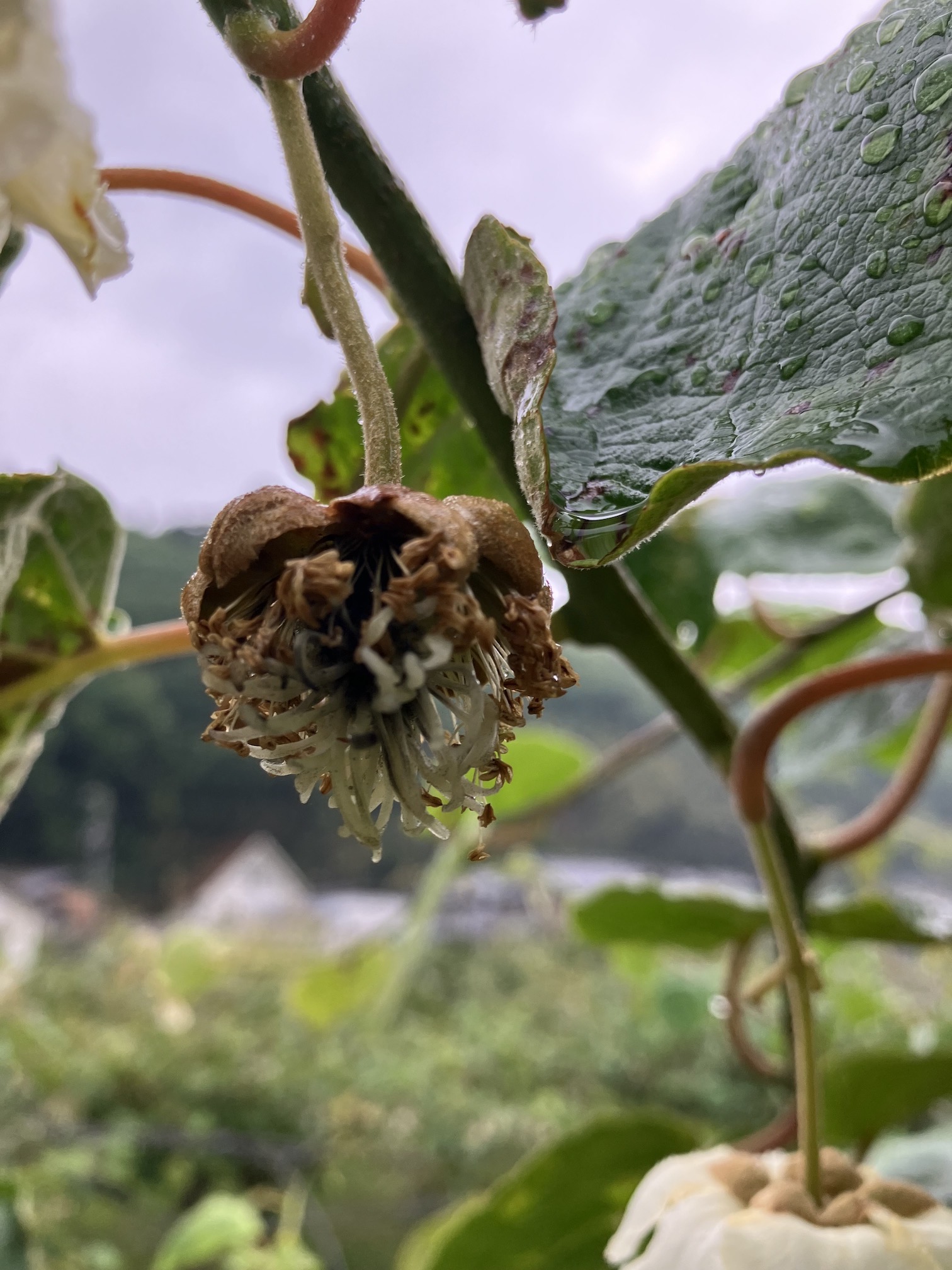受粉から進化中🥝🧑🌾