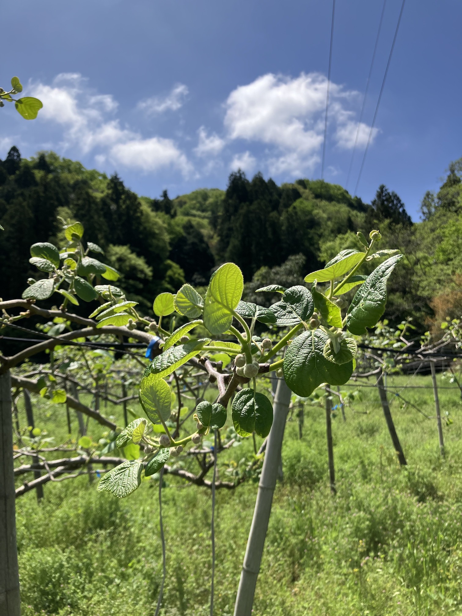 春は自然の成長が著しい🥝