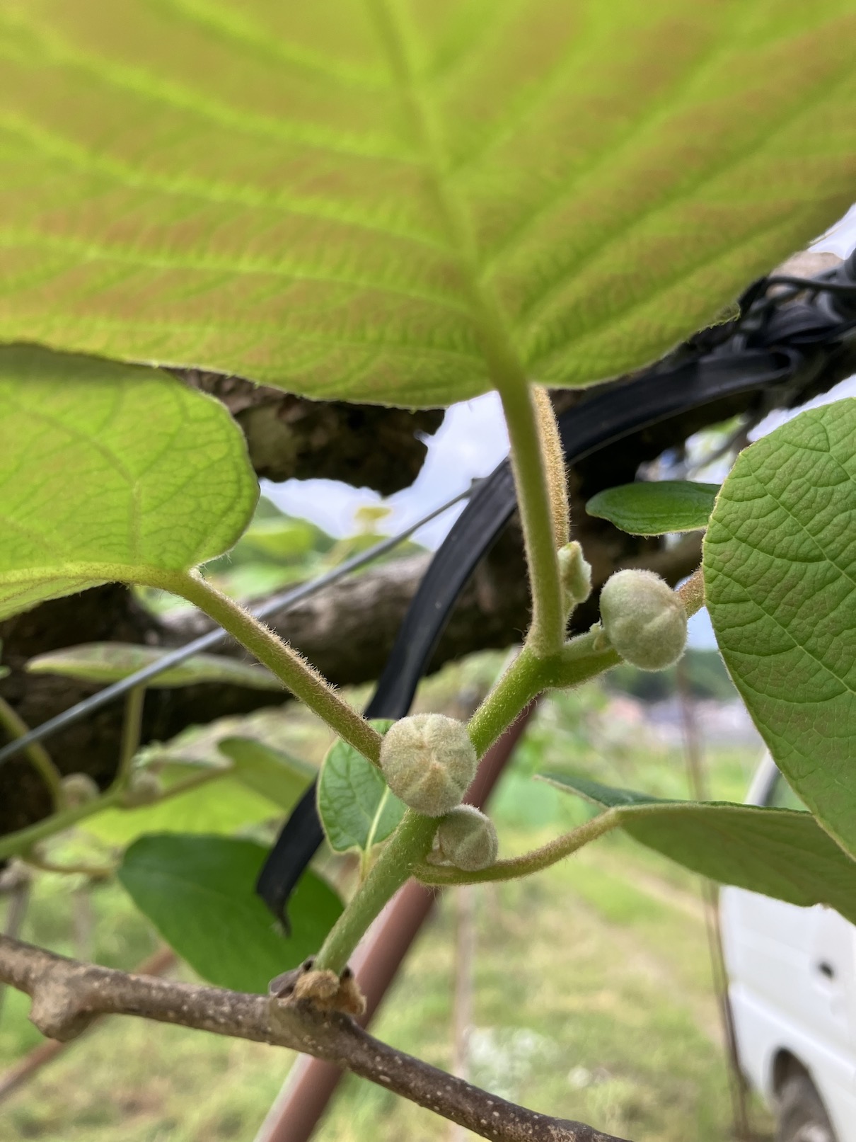 そろそろ摘蕾の時期に🥝