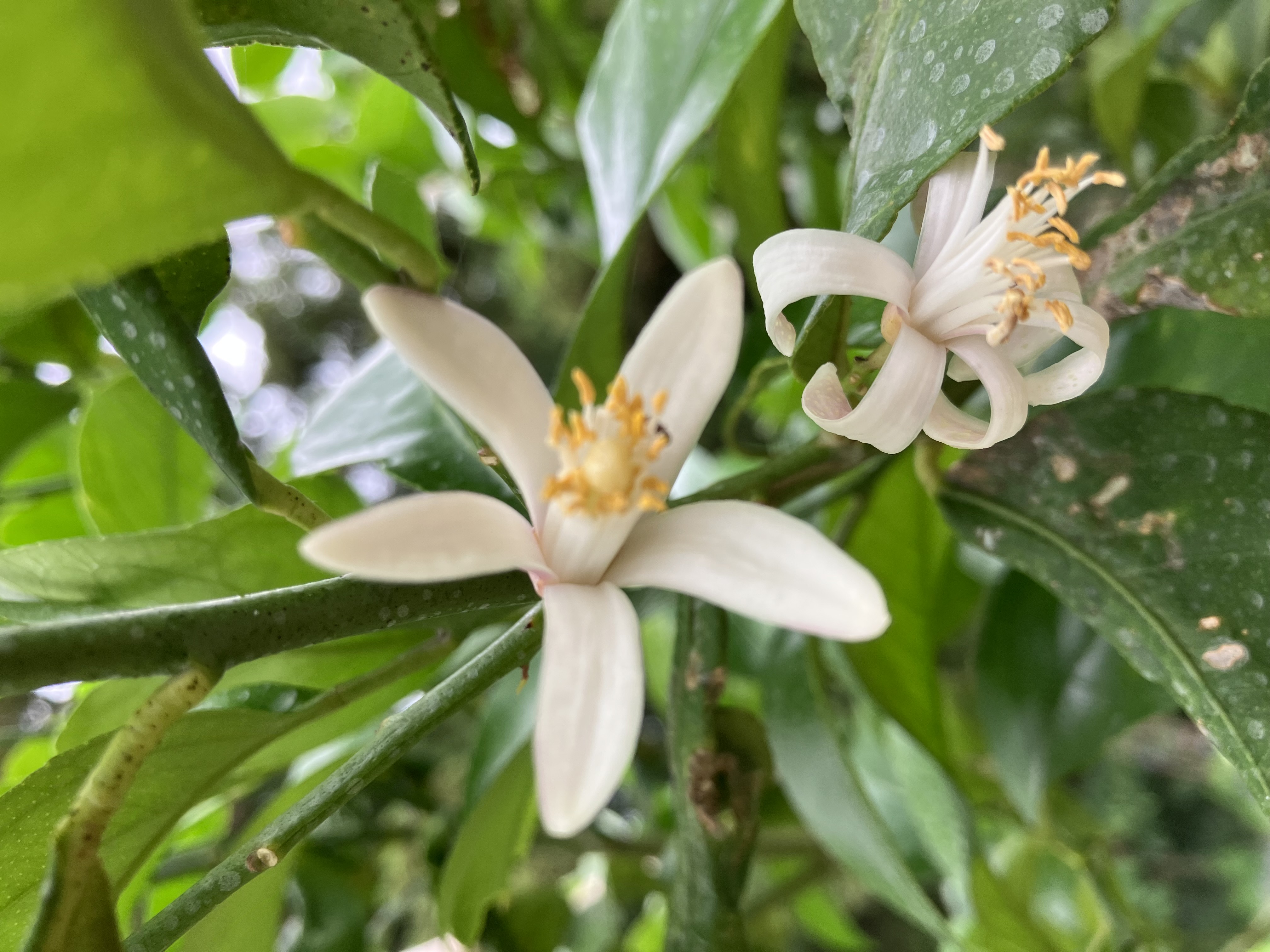 みかんの花が🍊