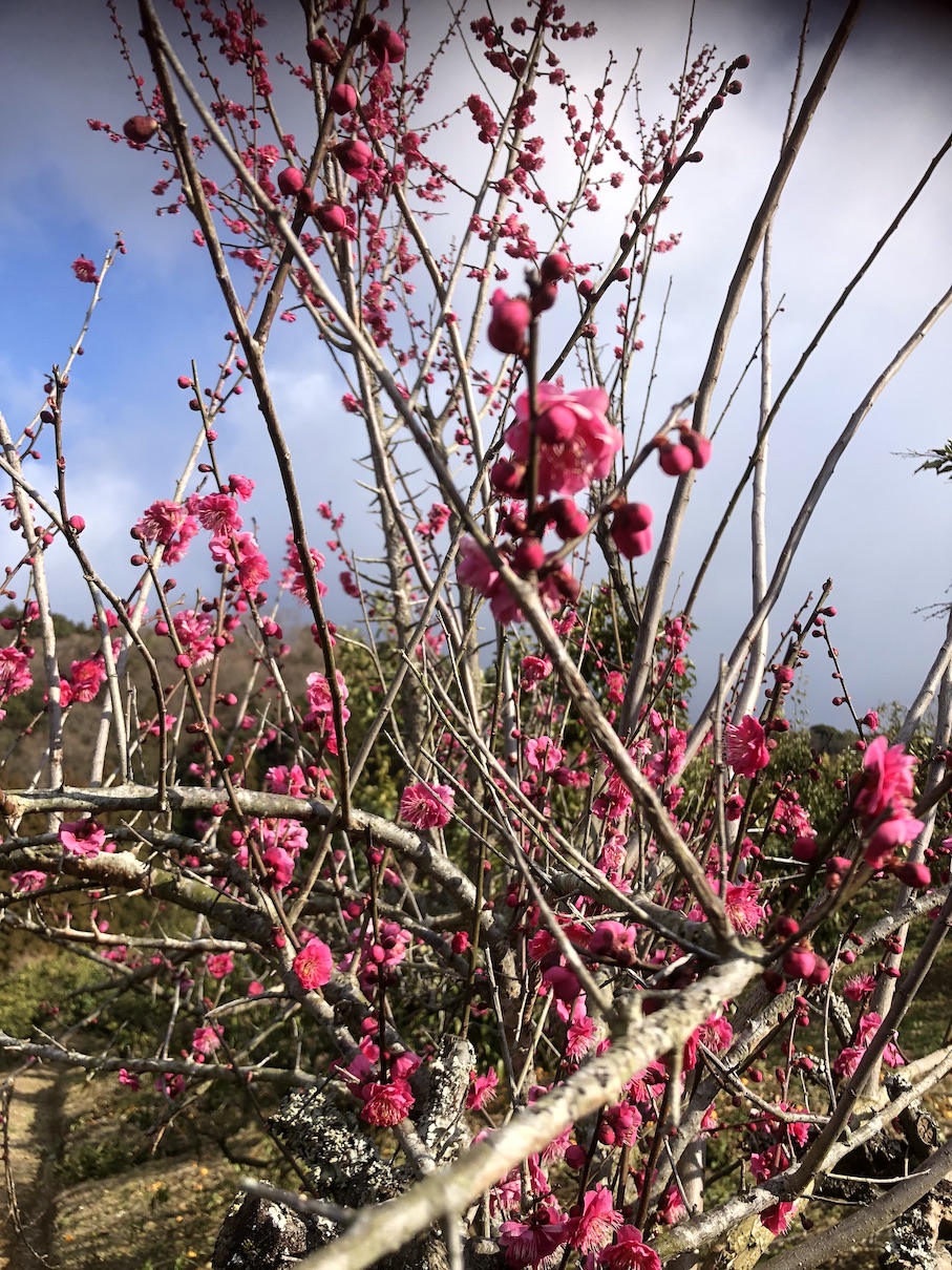 春はすぐそこまで🌸