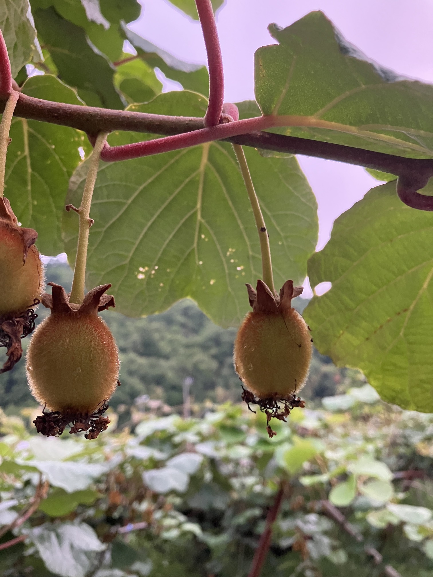 もうキウイ🥝🧑‍🌾