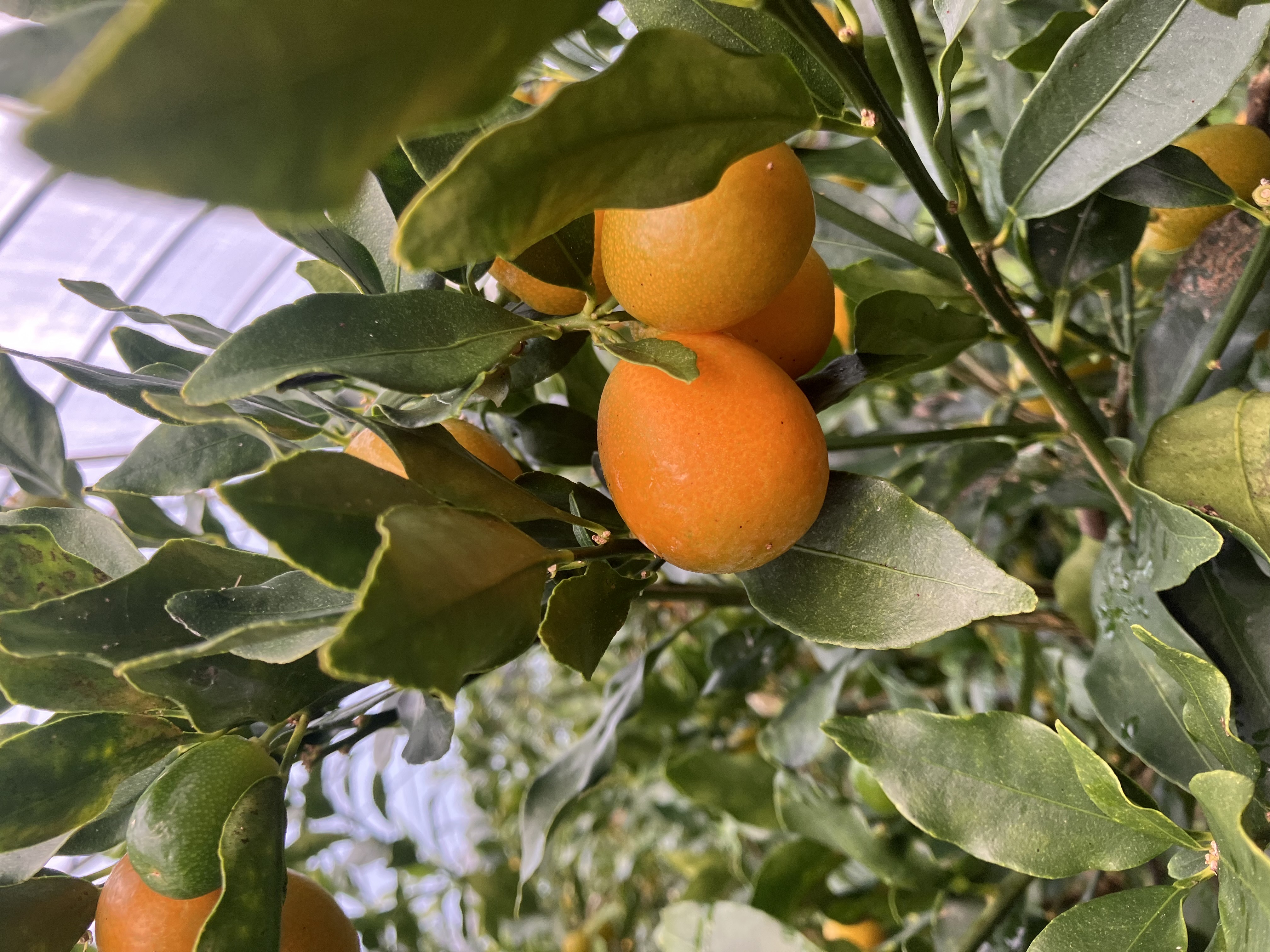 金柑も色付いて来ていますね✨