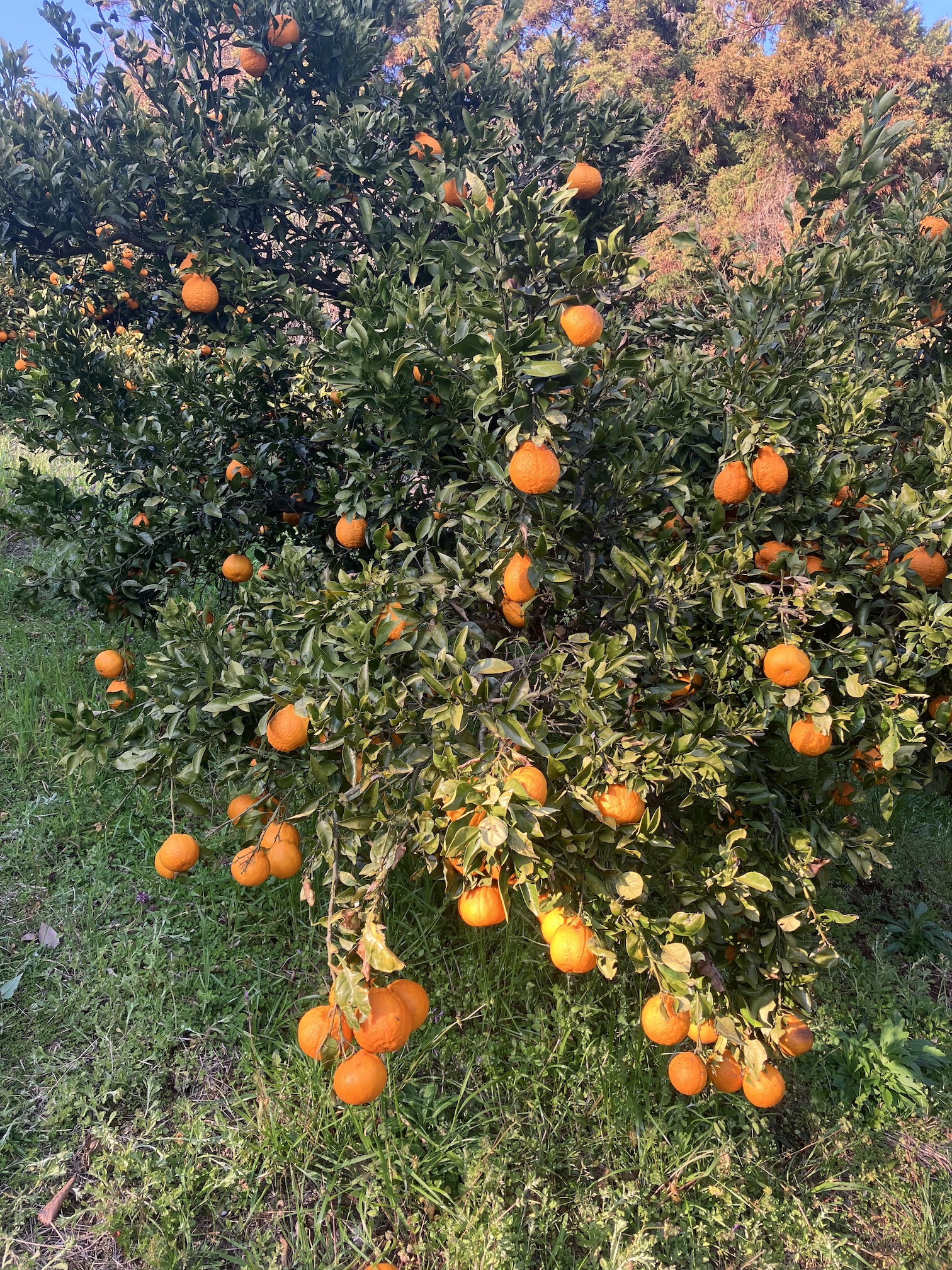 収穫始めましたー🍊🧑🌾
