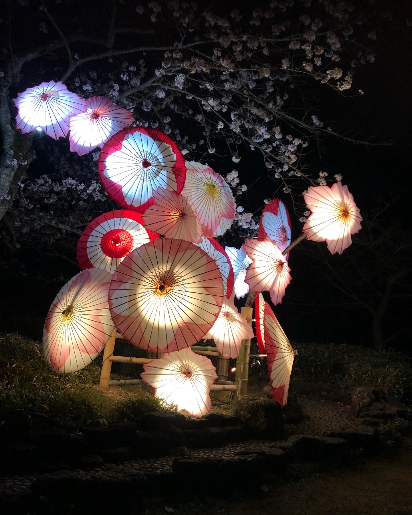 夜桜もいーね👍🌸✨