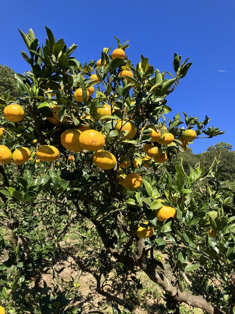 みかんもだいぶ色付いてきました🍊