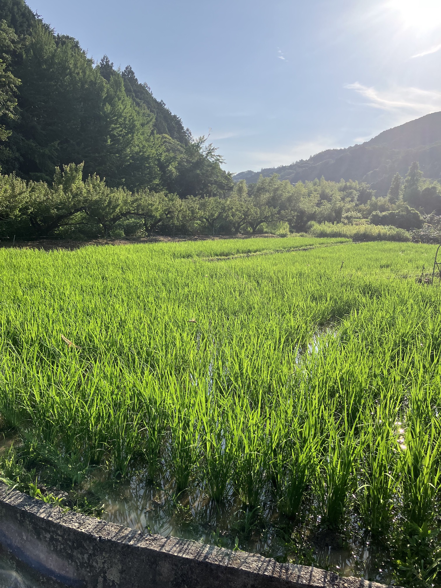 日本の夏