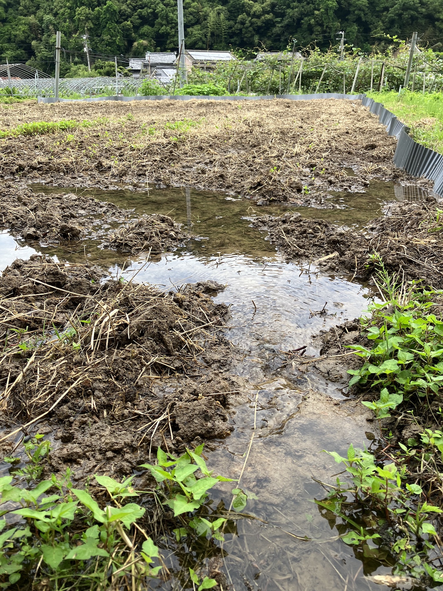 田んぼの水入れはじまりましたー🧑🌾