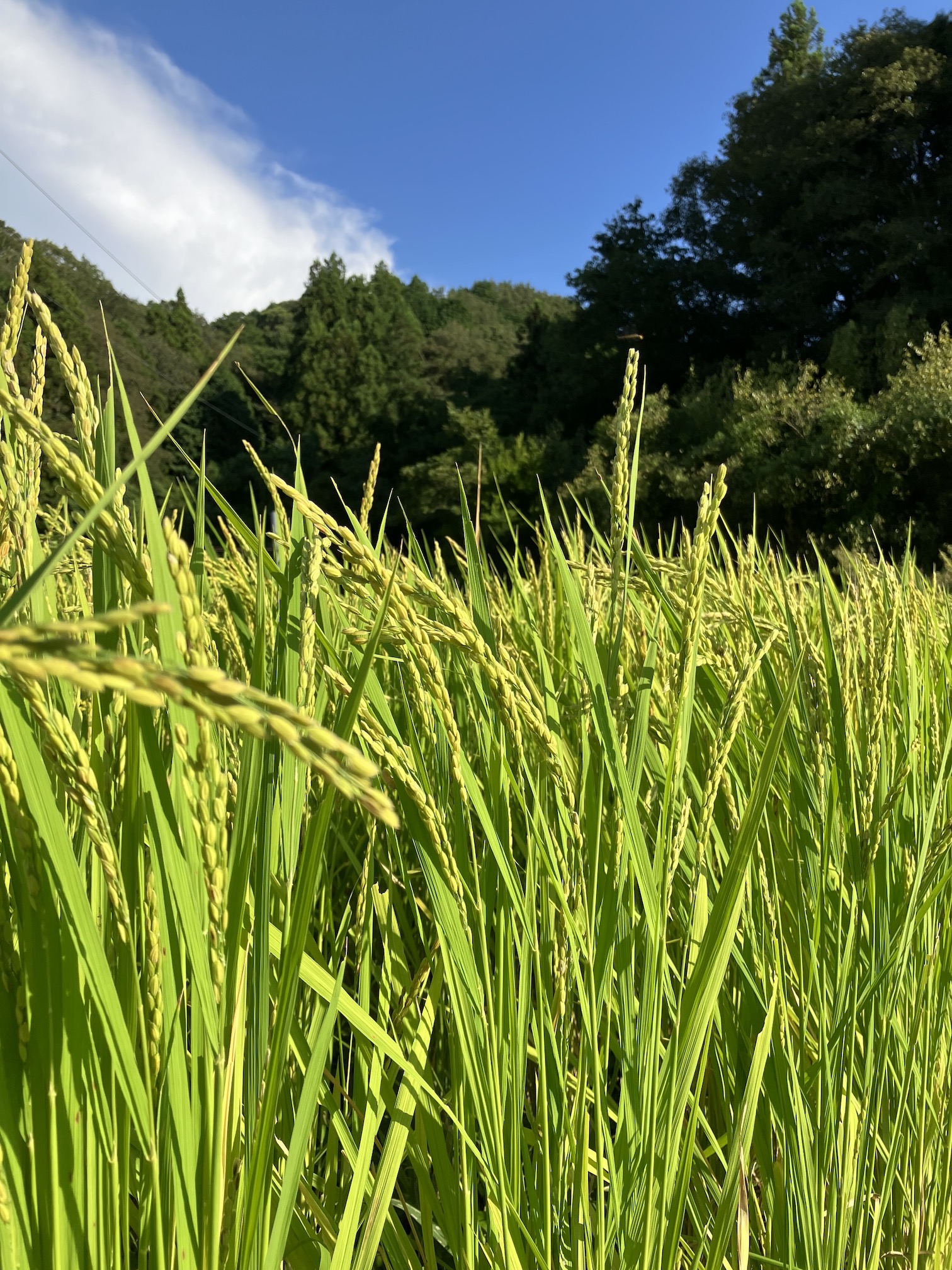 お米も順調に🌾