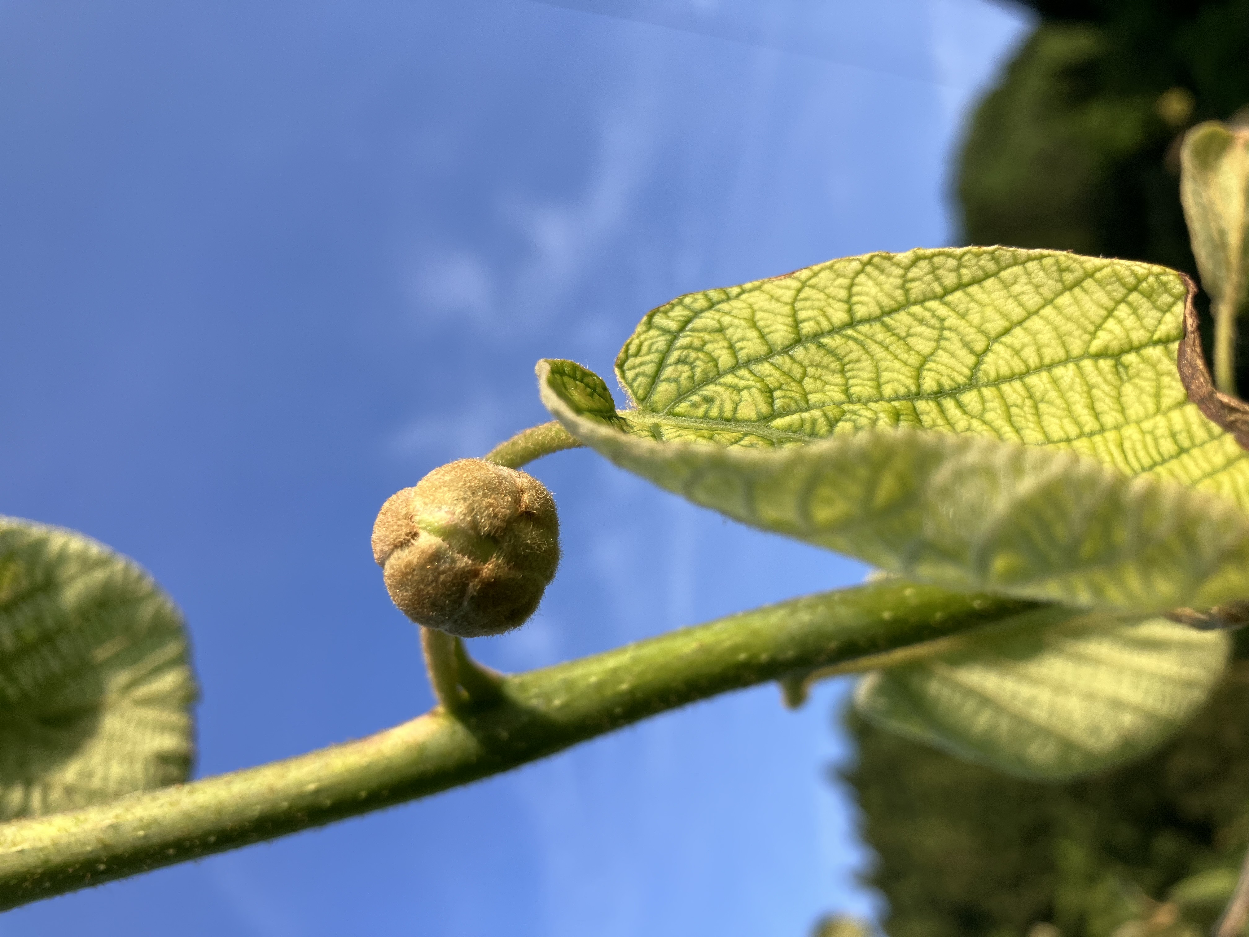 キウイの摘蕾もなんとか終了🥝🧑‍🌾