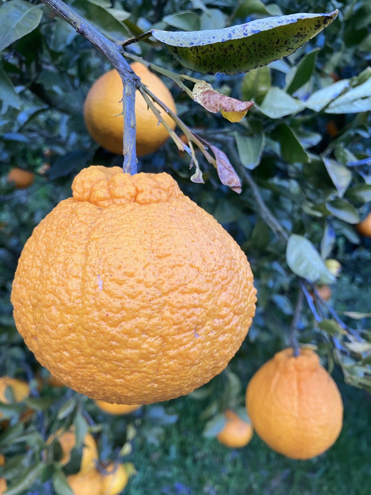 不知火来週あたりから収穫スタート🧑‍🌾🍊