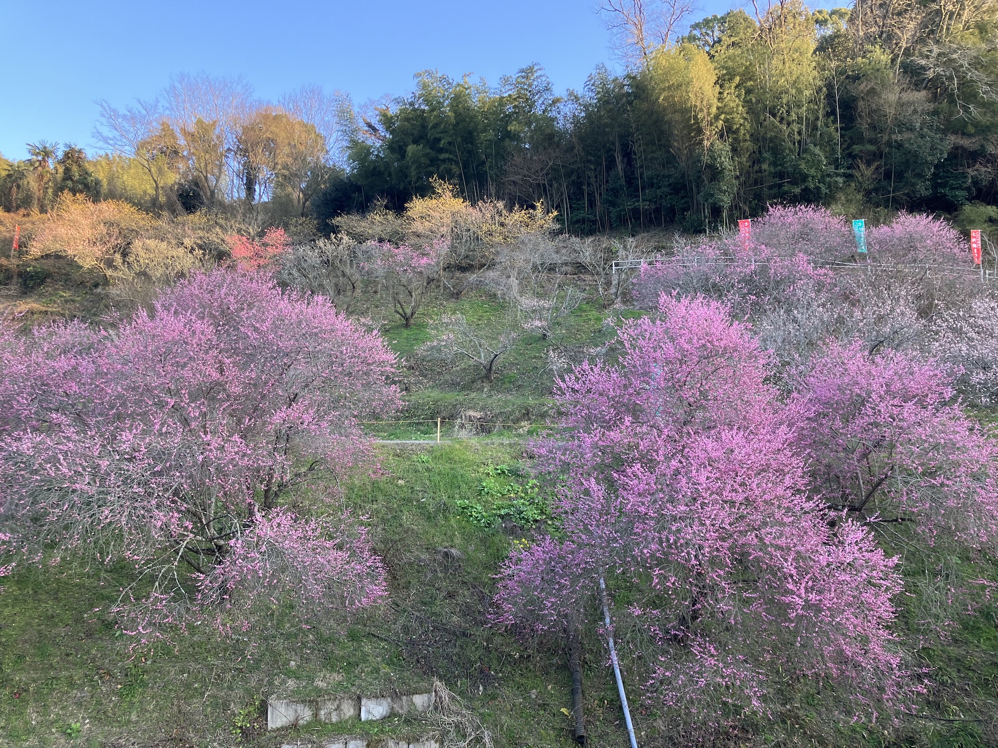 明日から七折梅まつり🌸