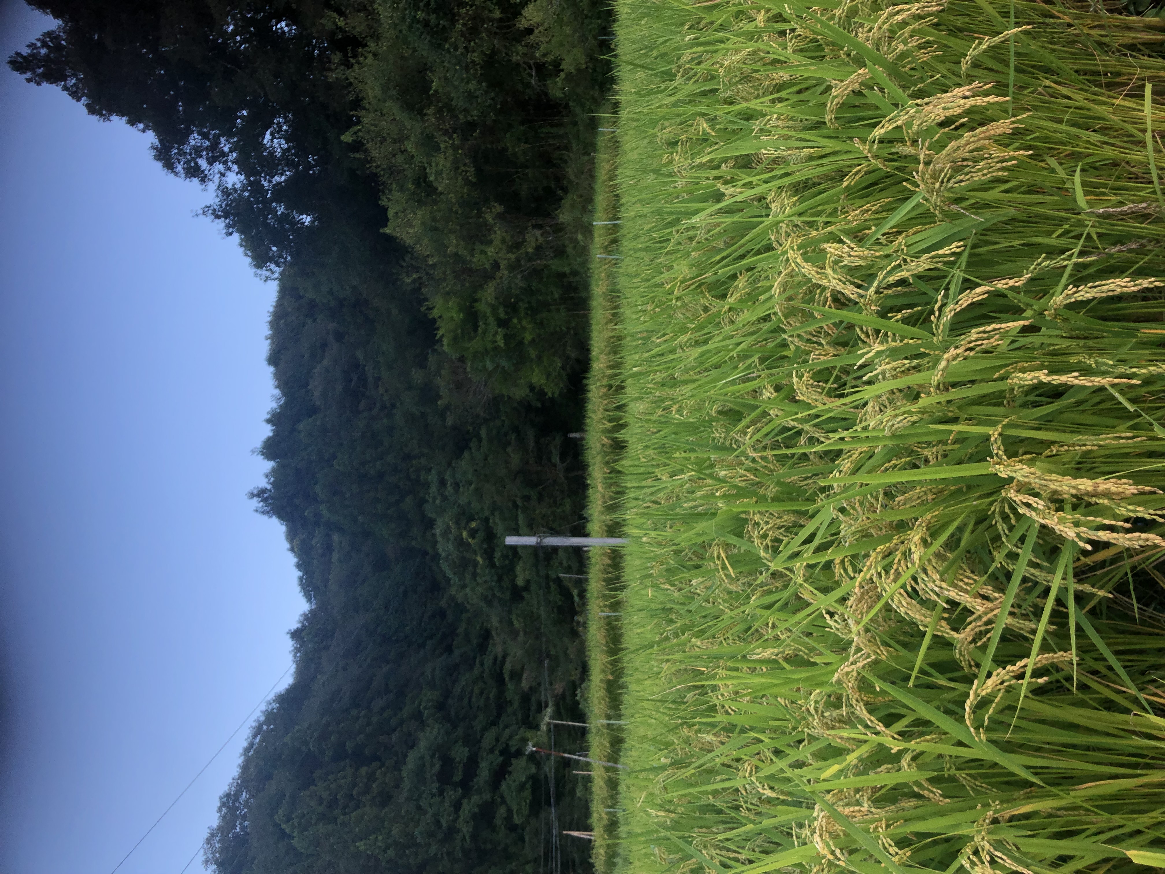 まだ入ってません🐗