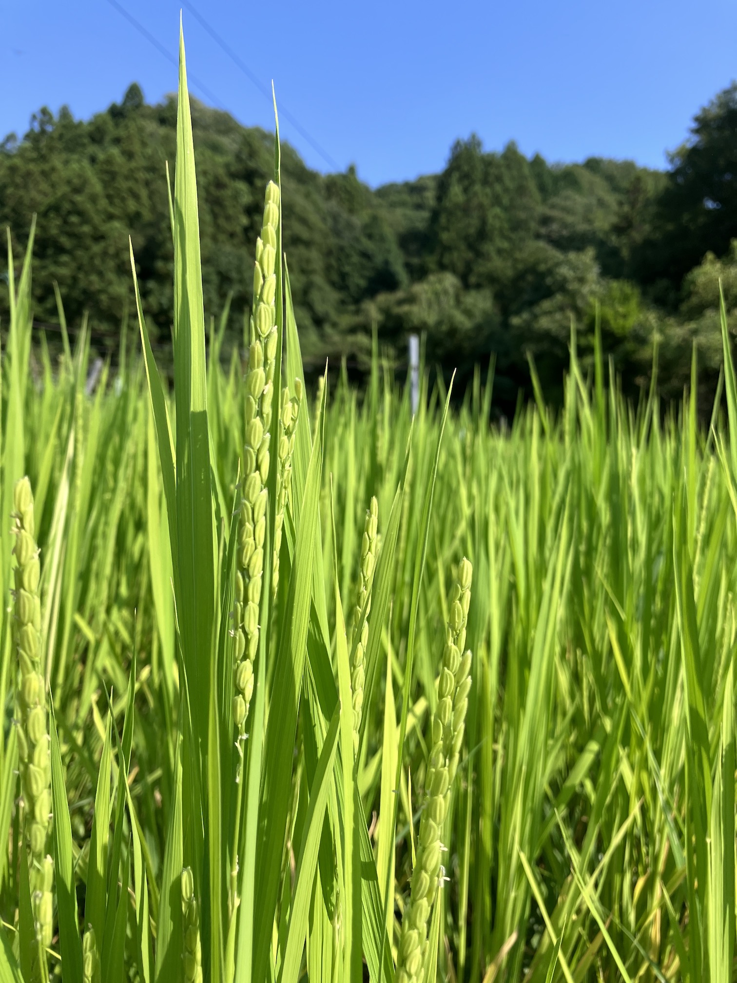 出穂期🌾
