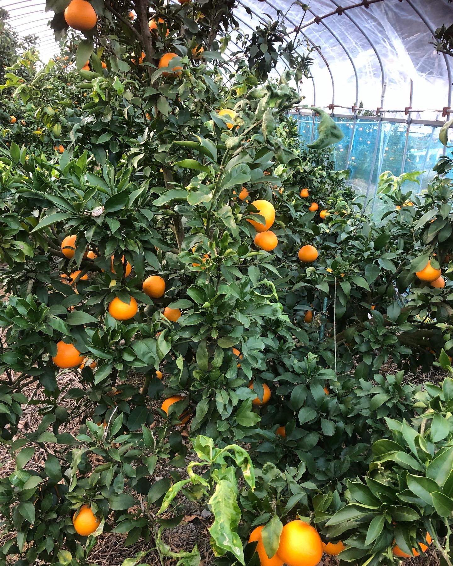 今日から収穫開始🍊✨