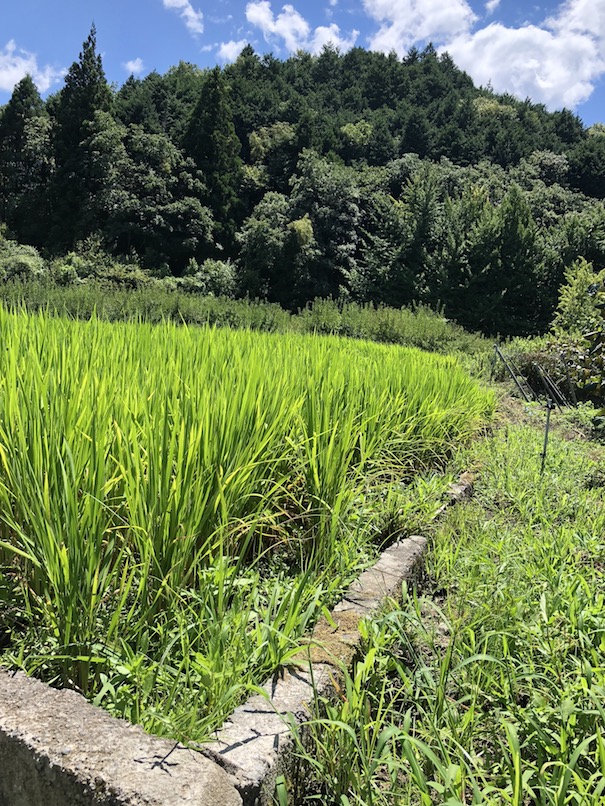 自然の力