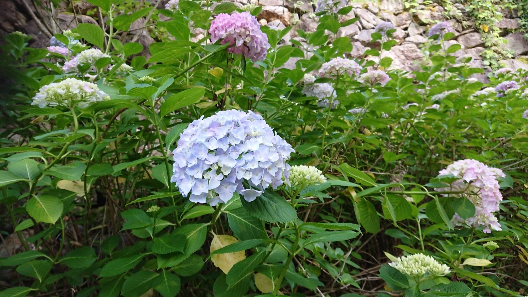 紫陽花の季節🌸