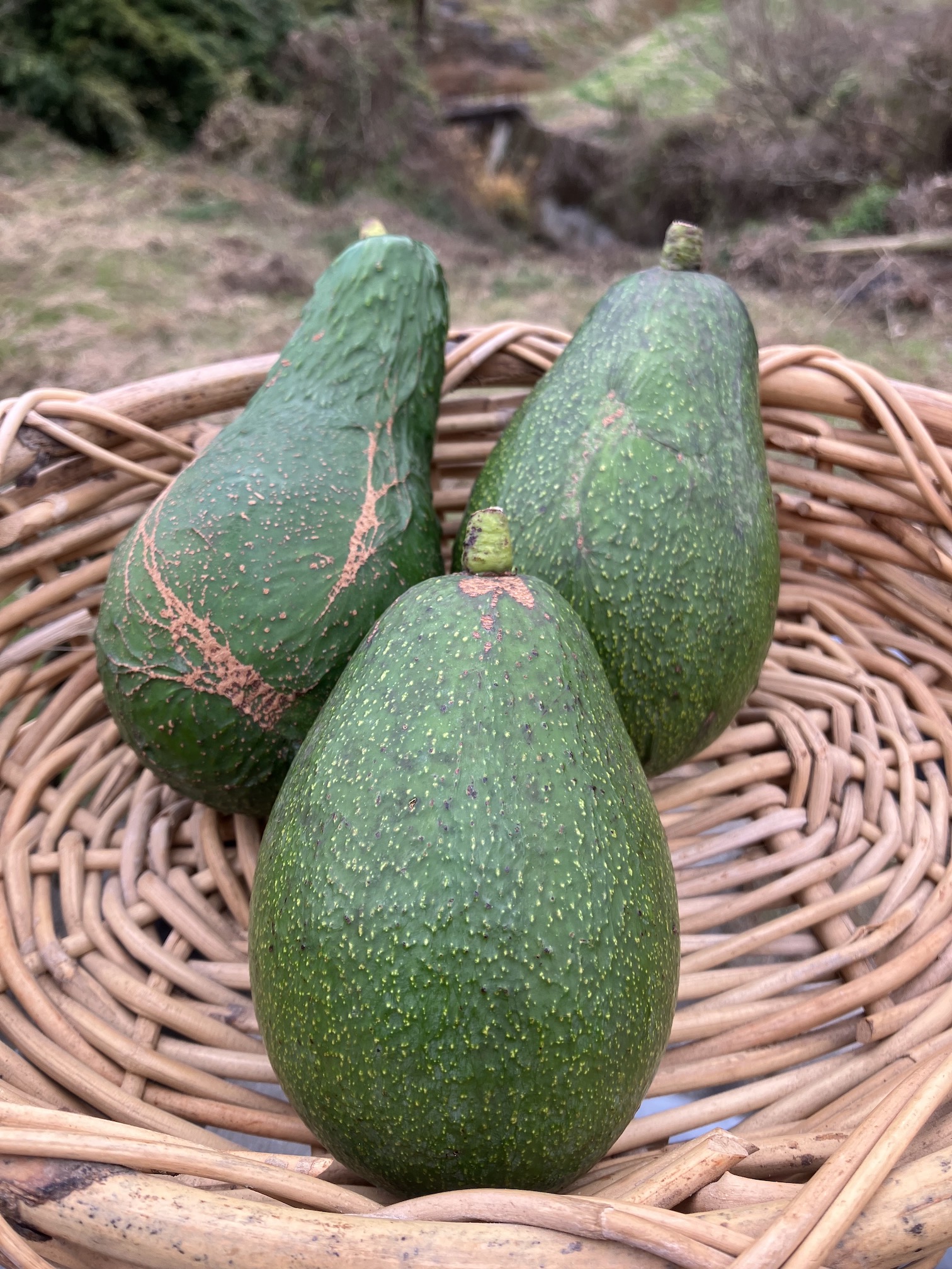 多分これでホントに最後🥑✨