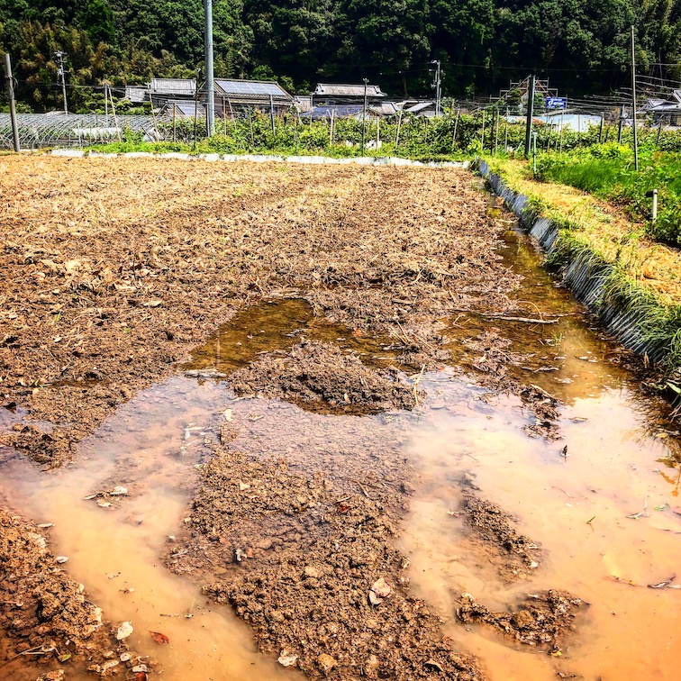 田植えの準備が進んでいます