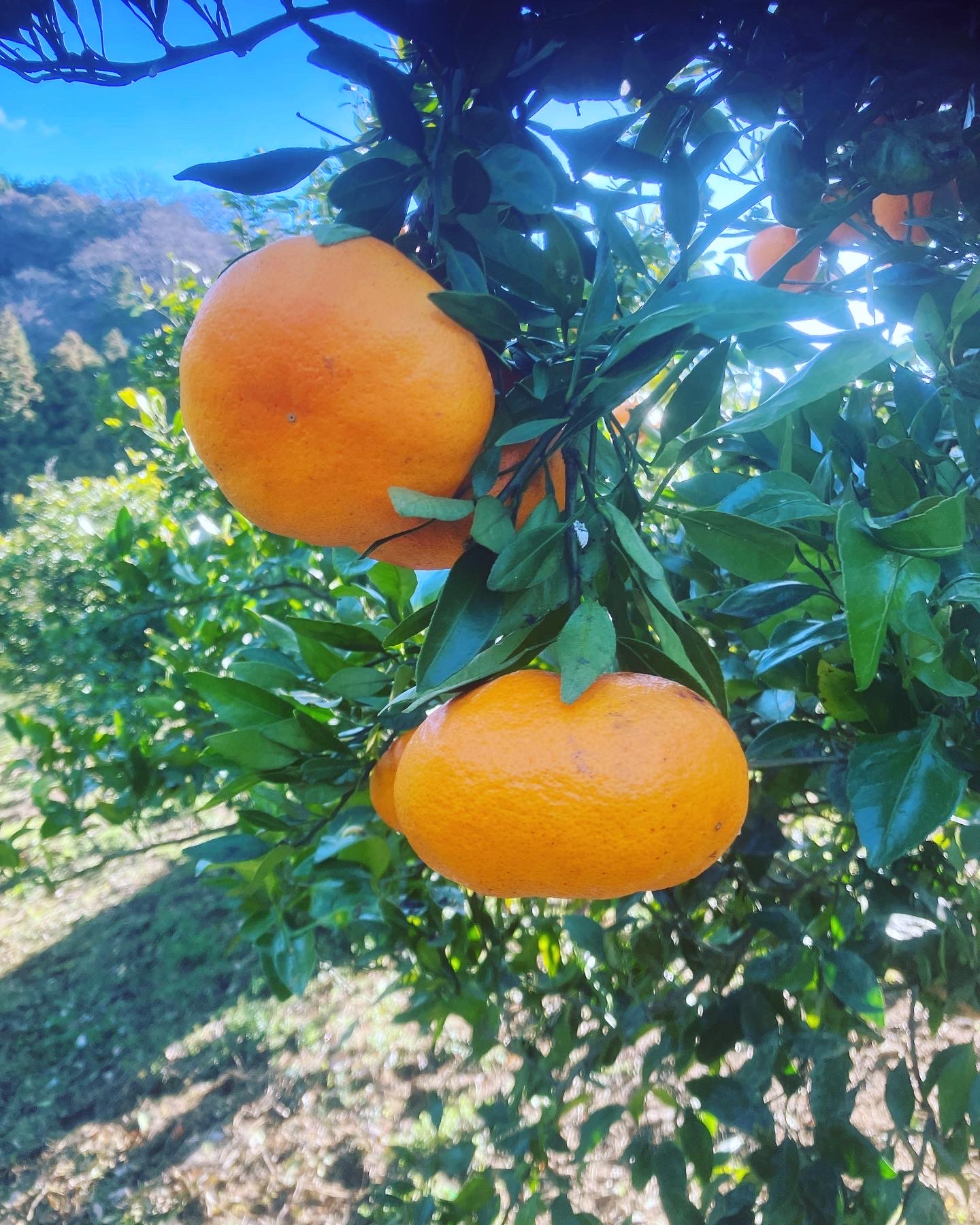 少しは取れるかなー🍊