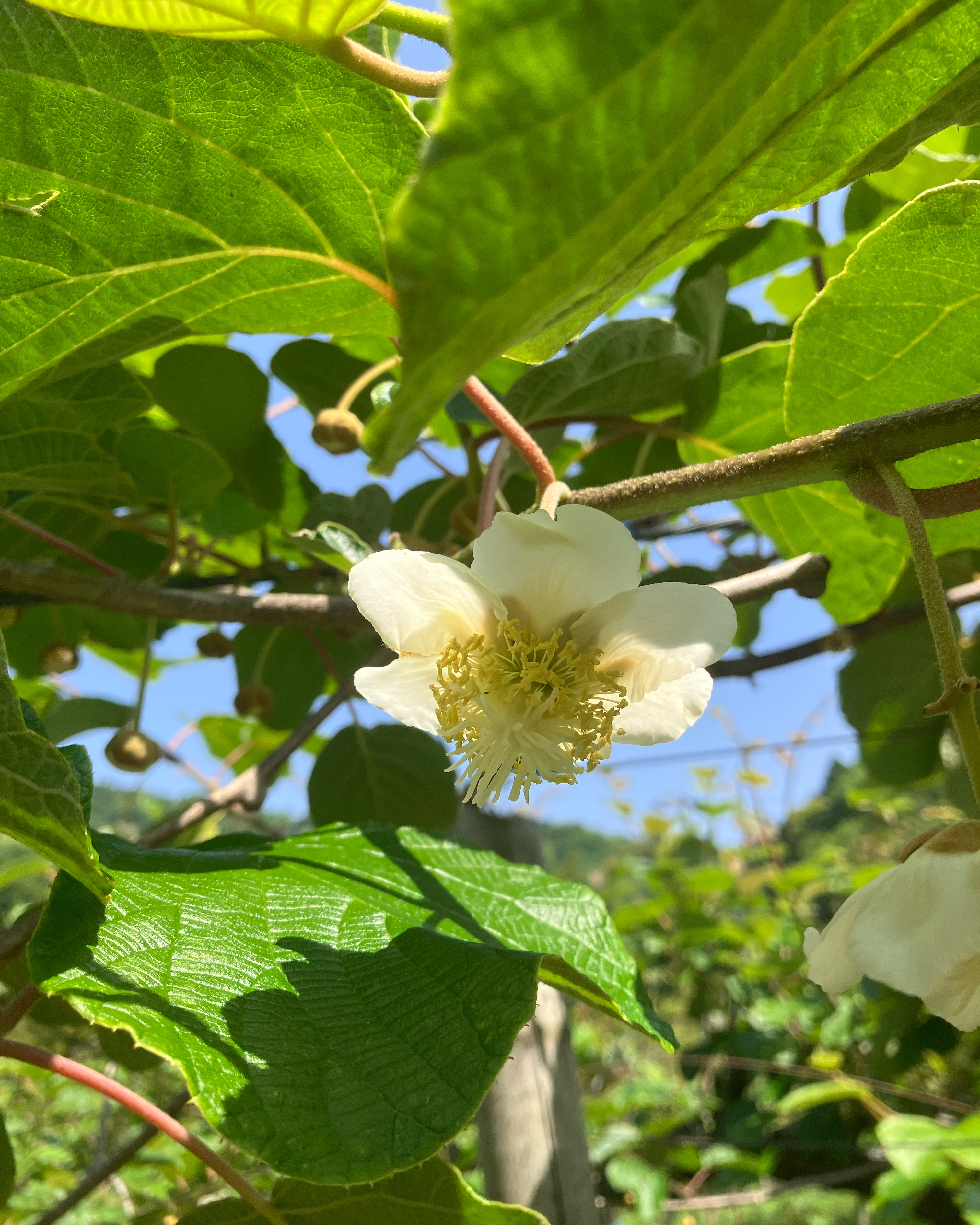 ボチボチ咲いてきました🥝🧑🌾