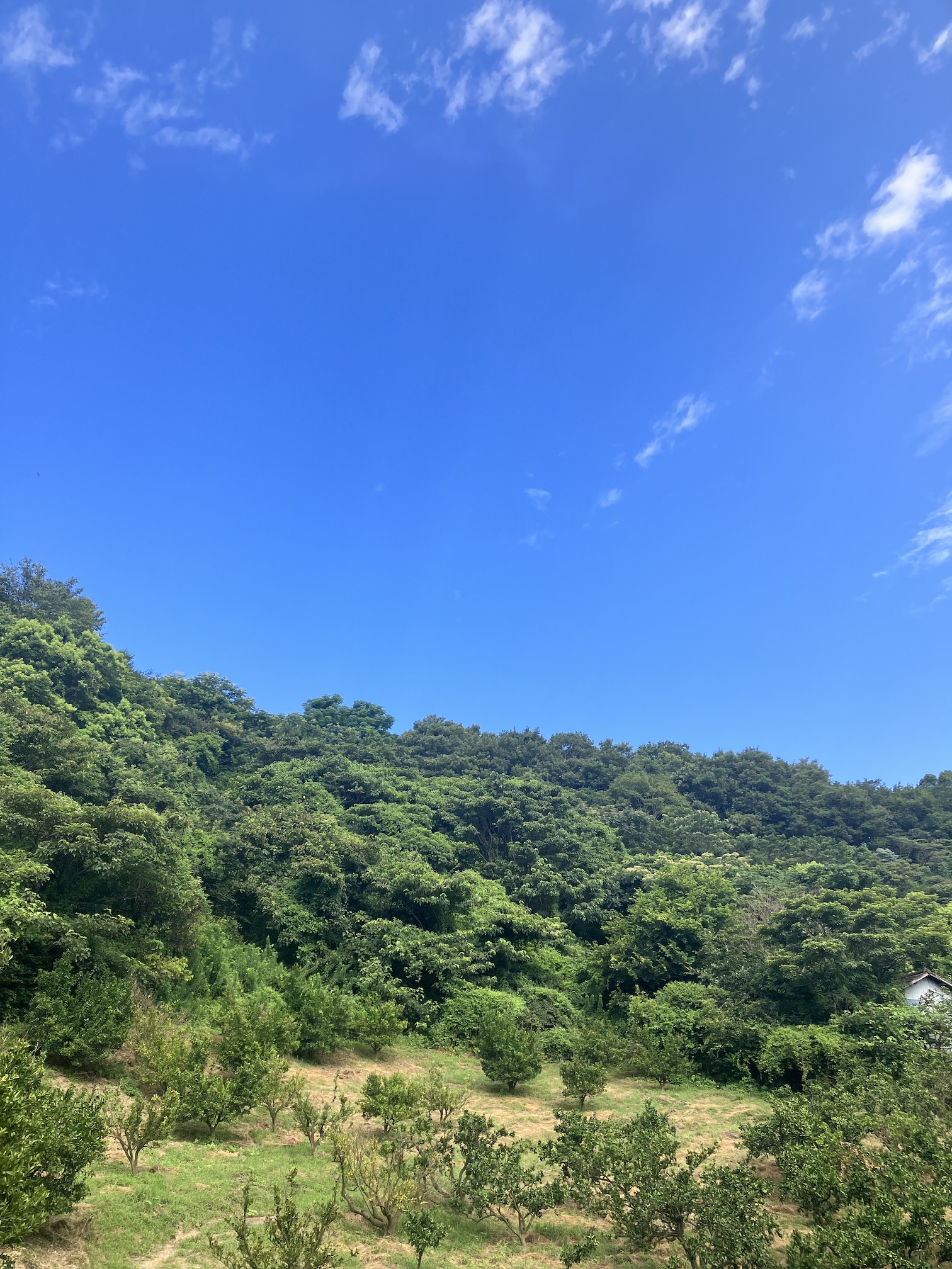 夏が来た!?