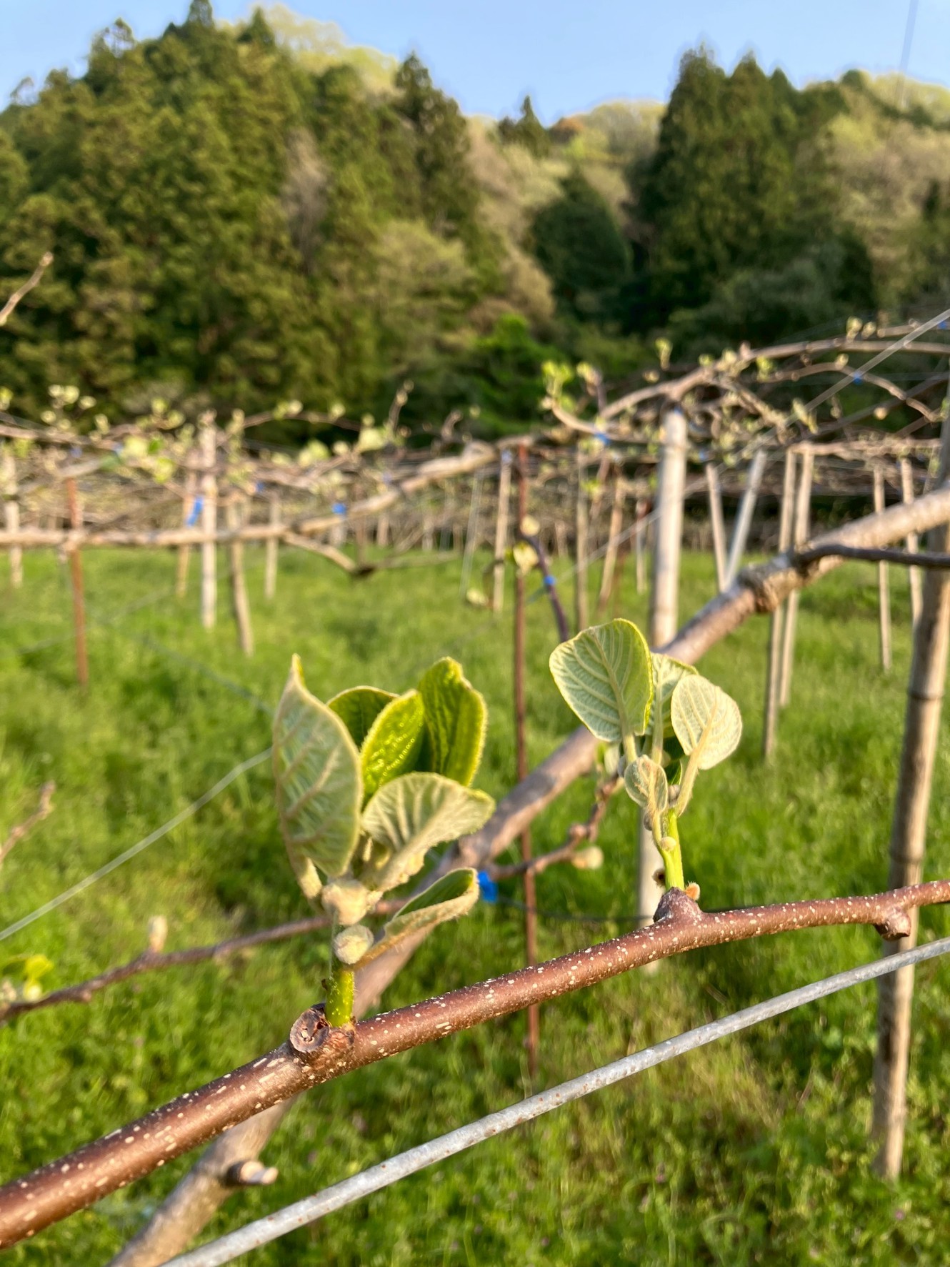 蕾も見えてきた🥝🌱
