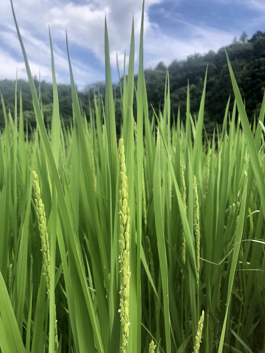 稲穂が出てきました！