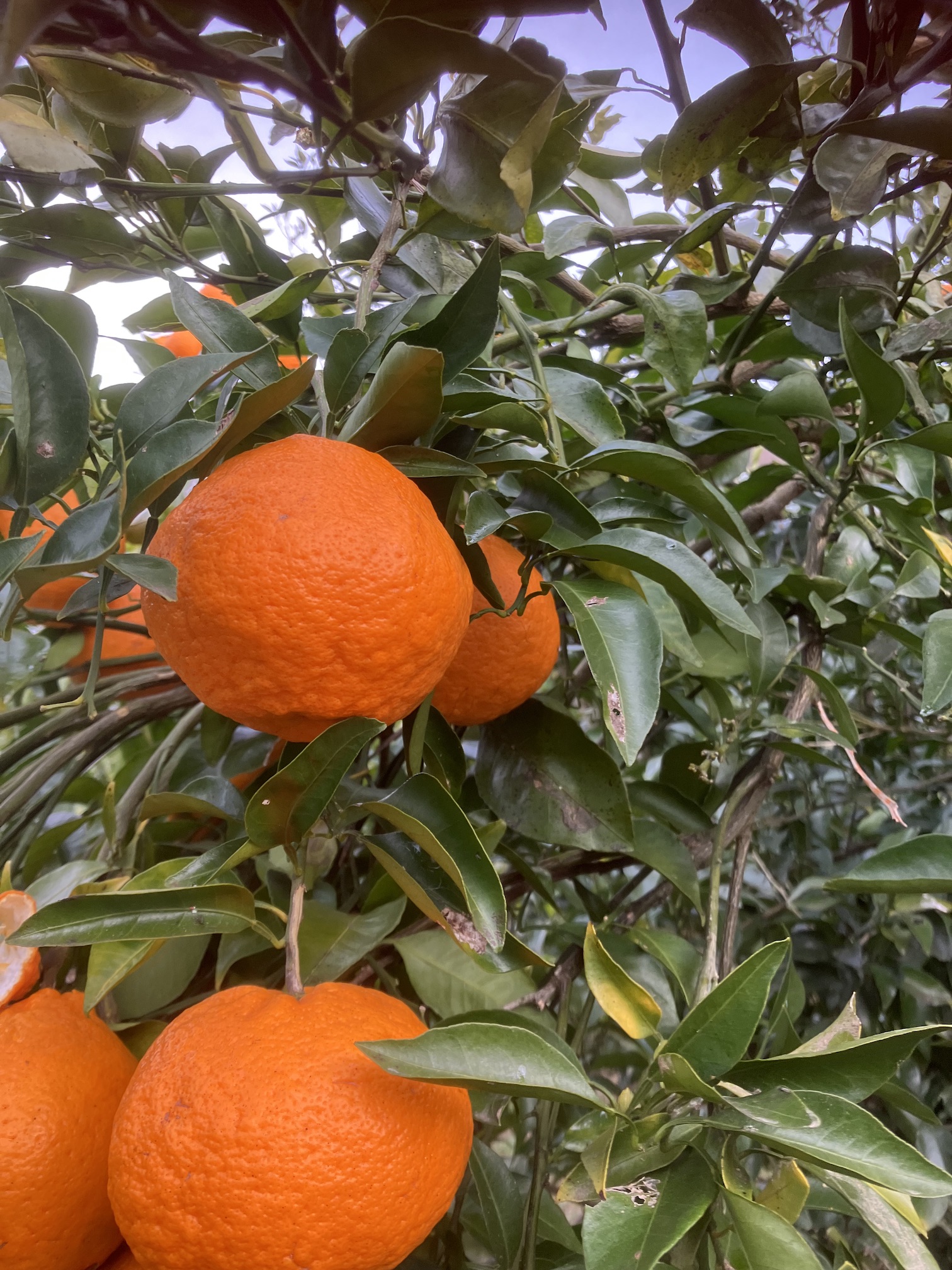 はるみちゃん🍊♪