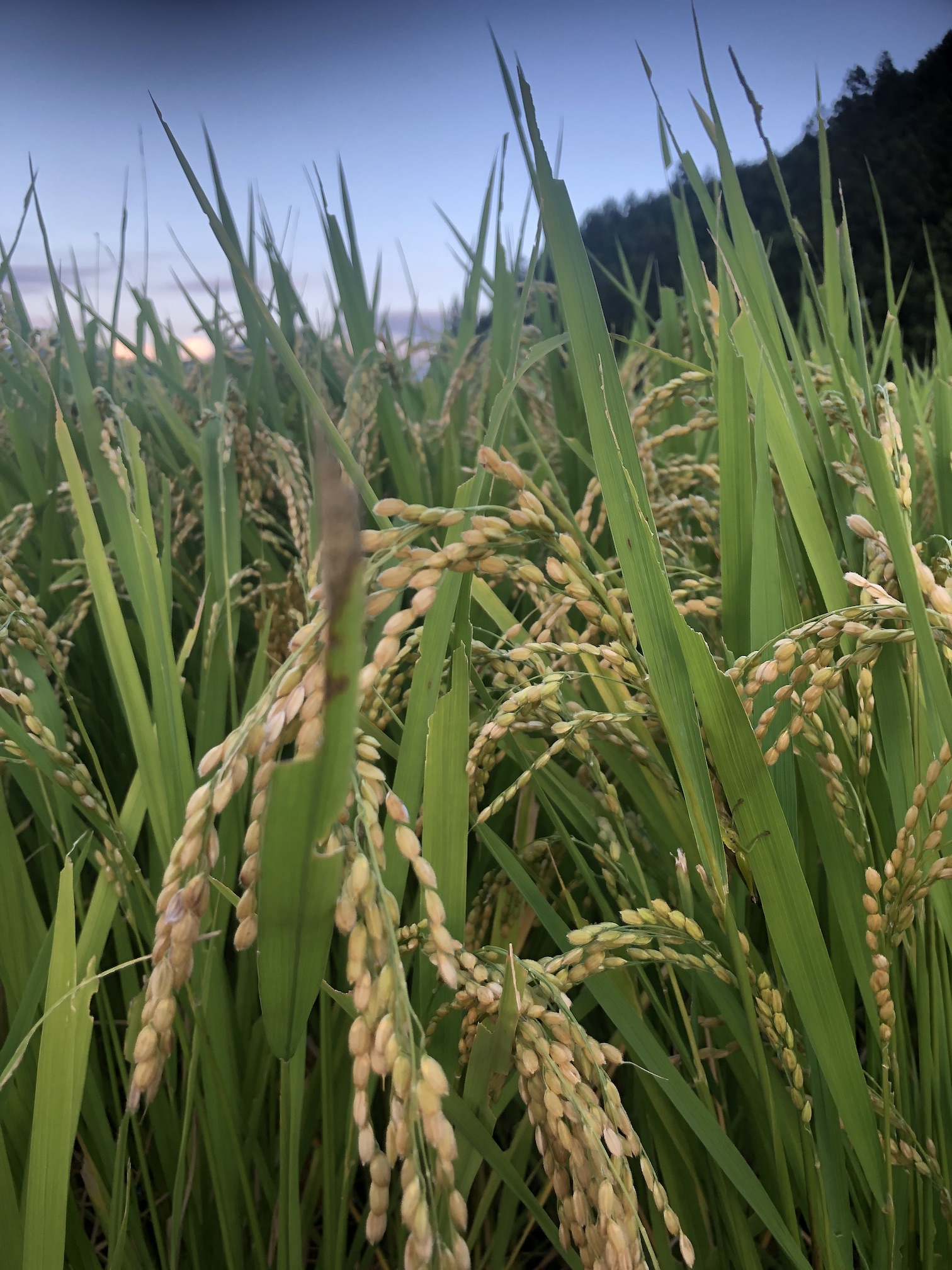 収穫の秋到来🌾🍊