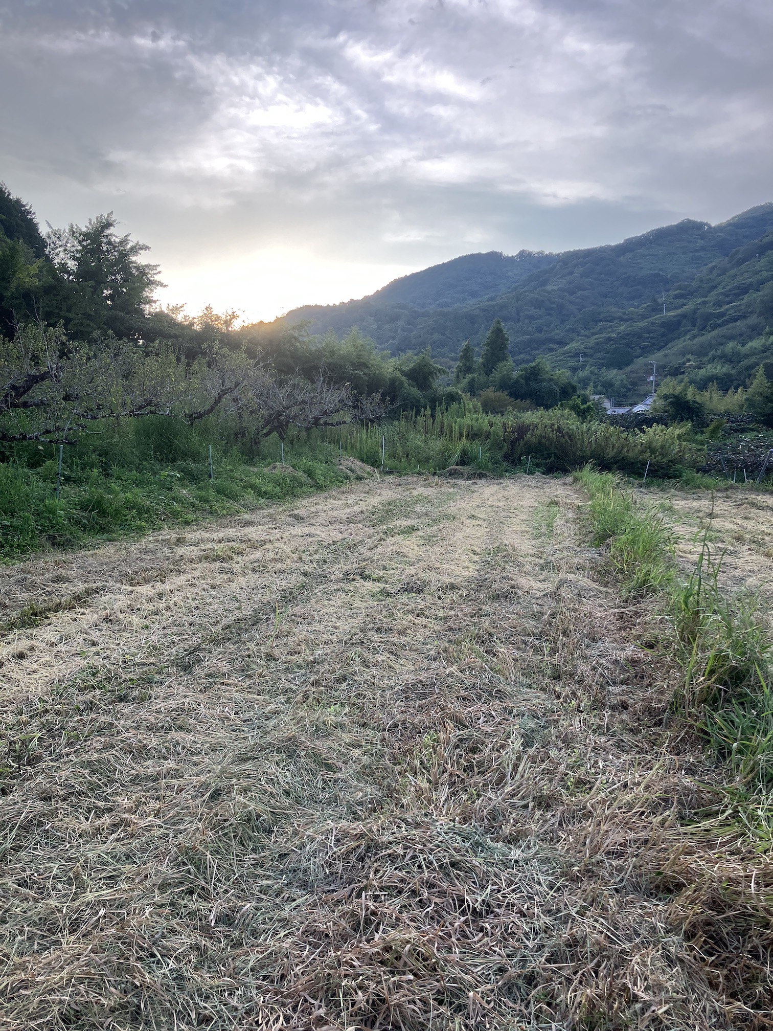 まだまだ真夏ですね🌾
